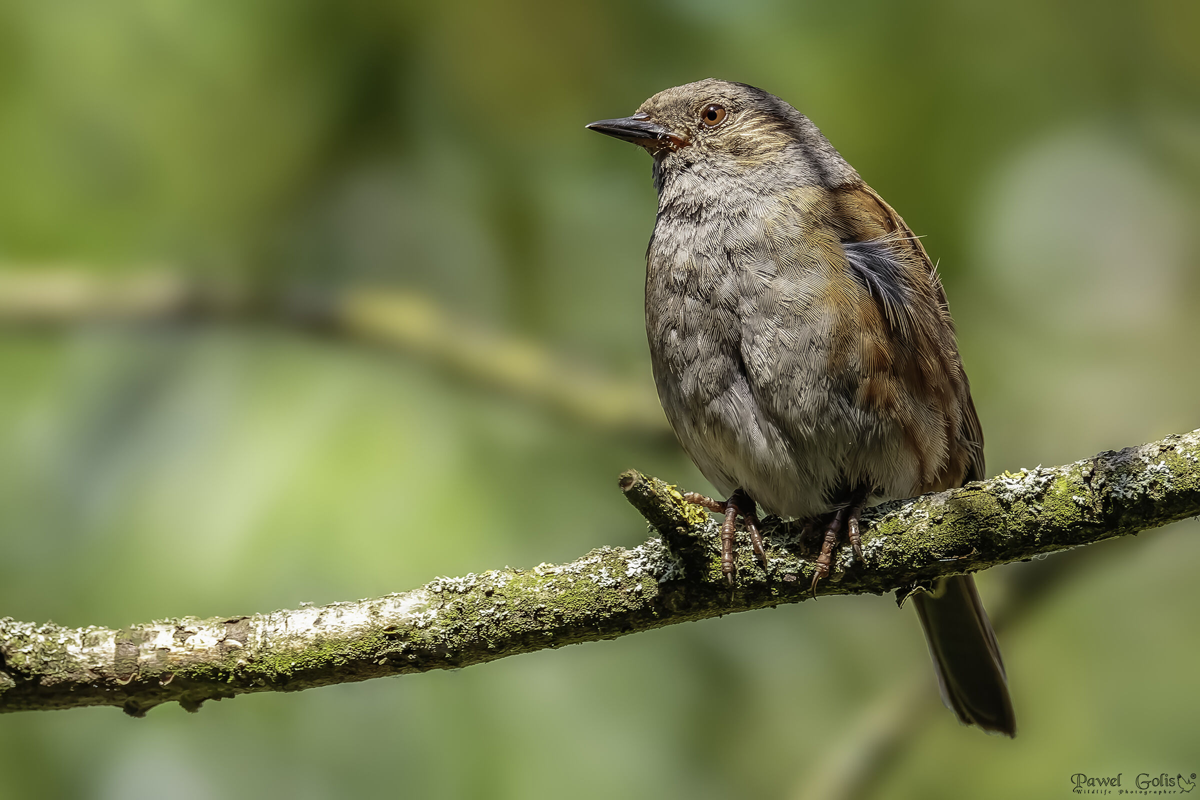 Dunnock (Prunella modularis)