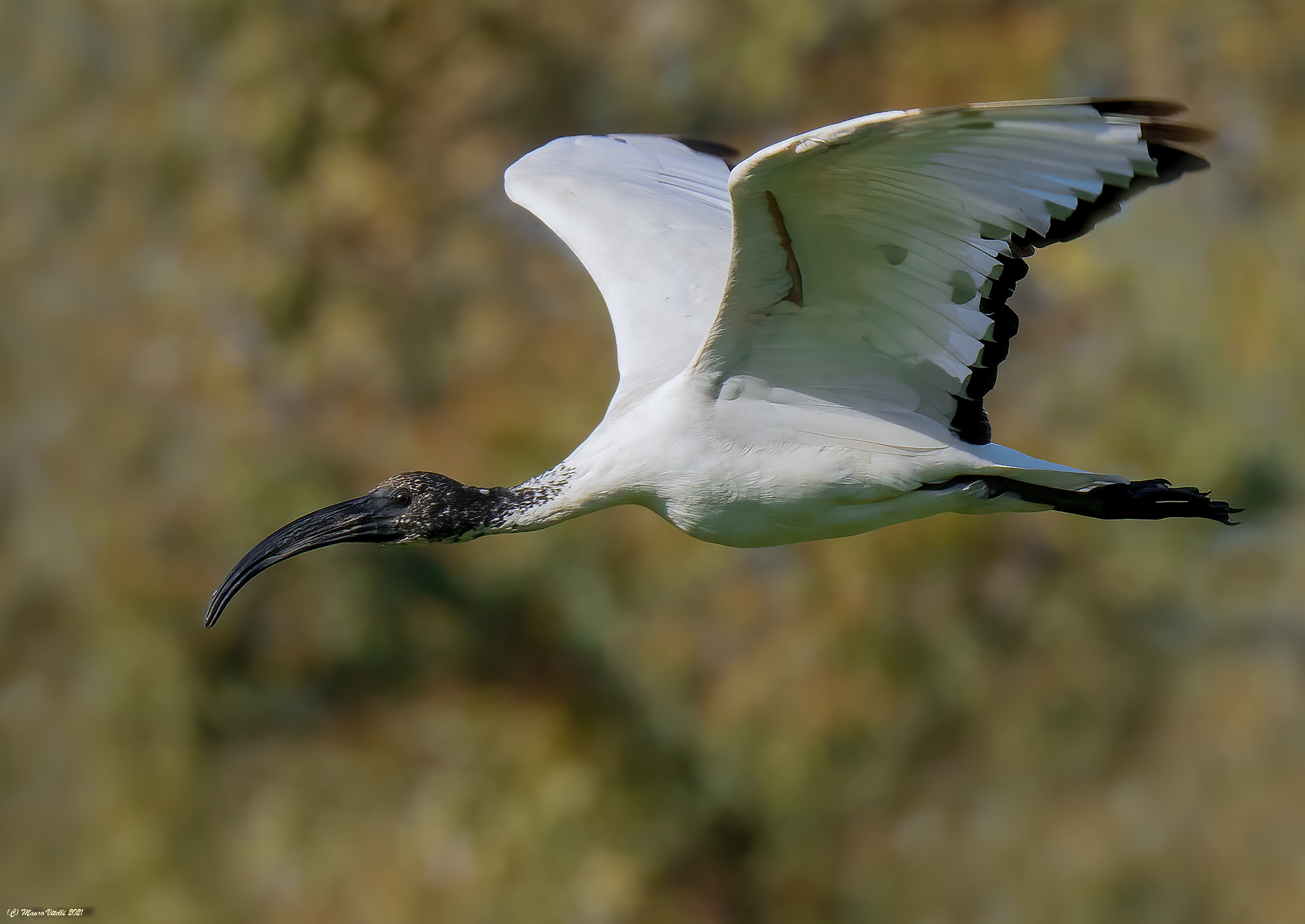 Ibis Sacro (Threskiornis aethiopicus)