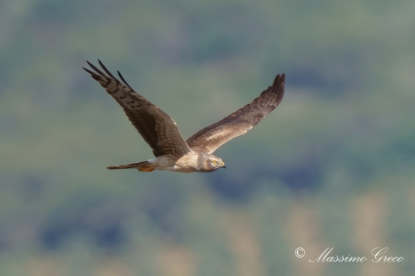 Albanella minor - male