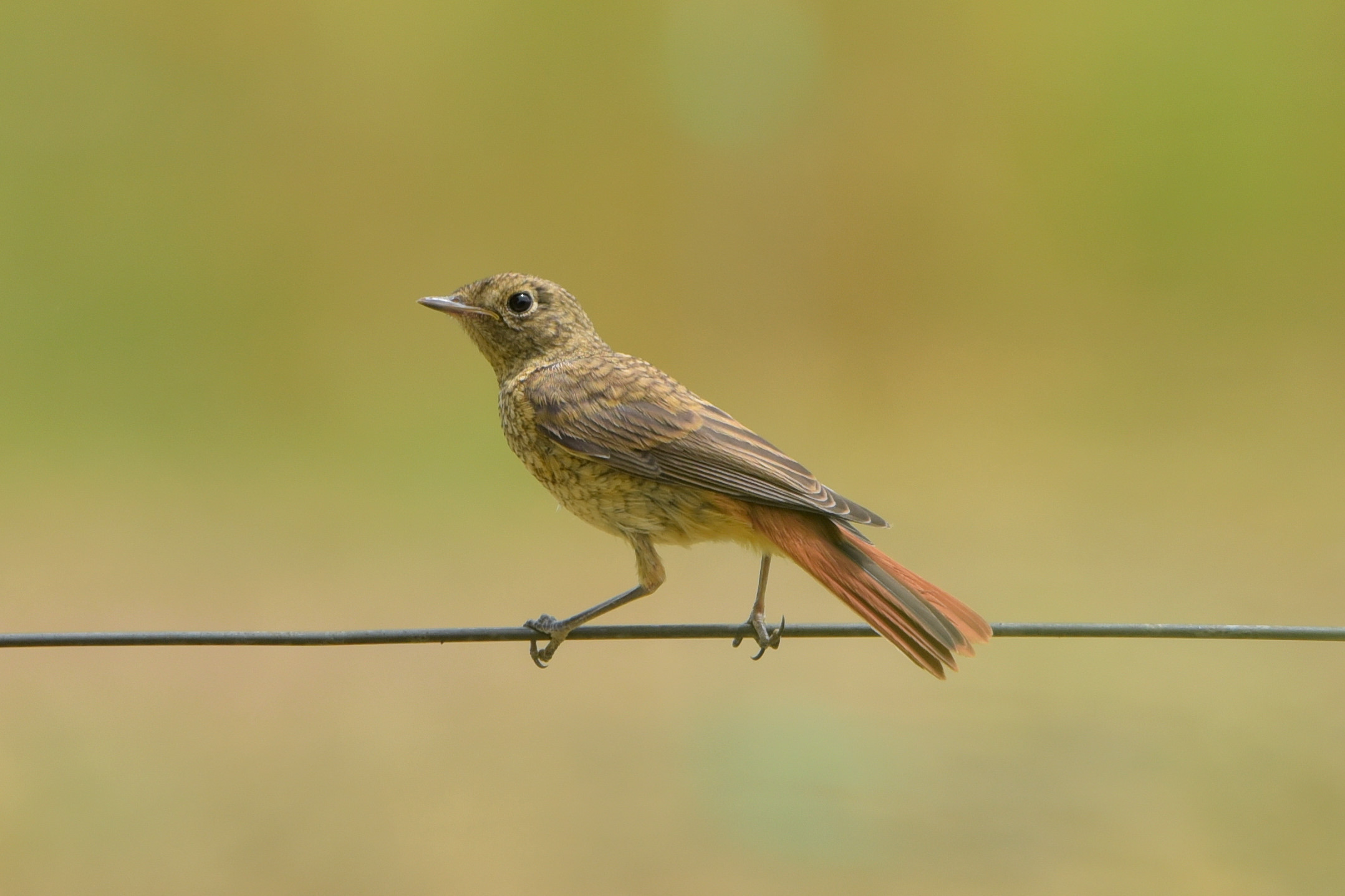 Young Man of Codirosso comune