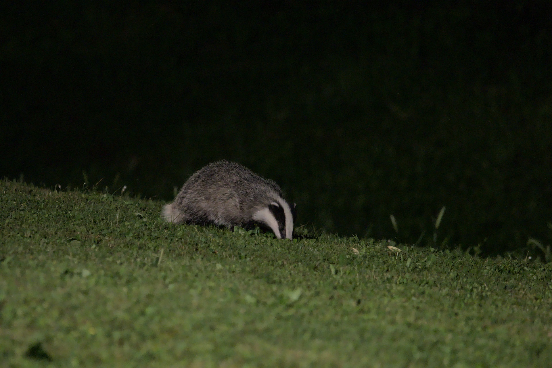 badger