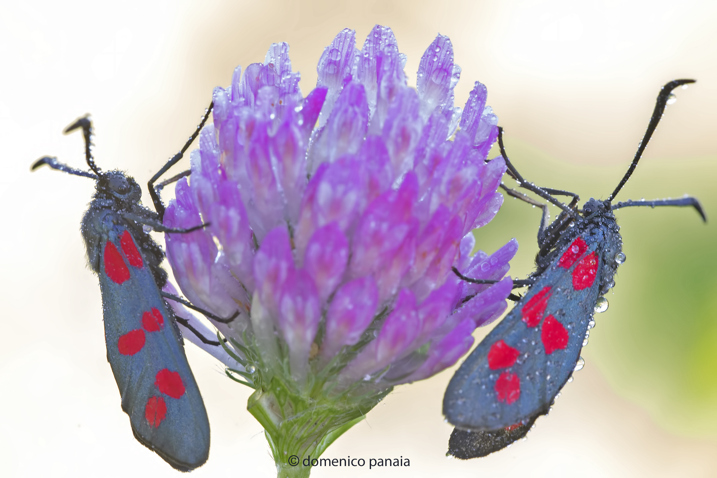 zygaena filipendulae