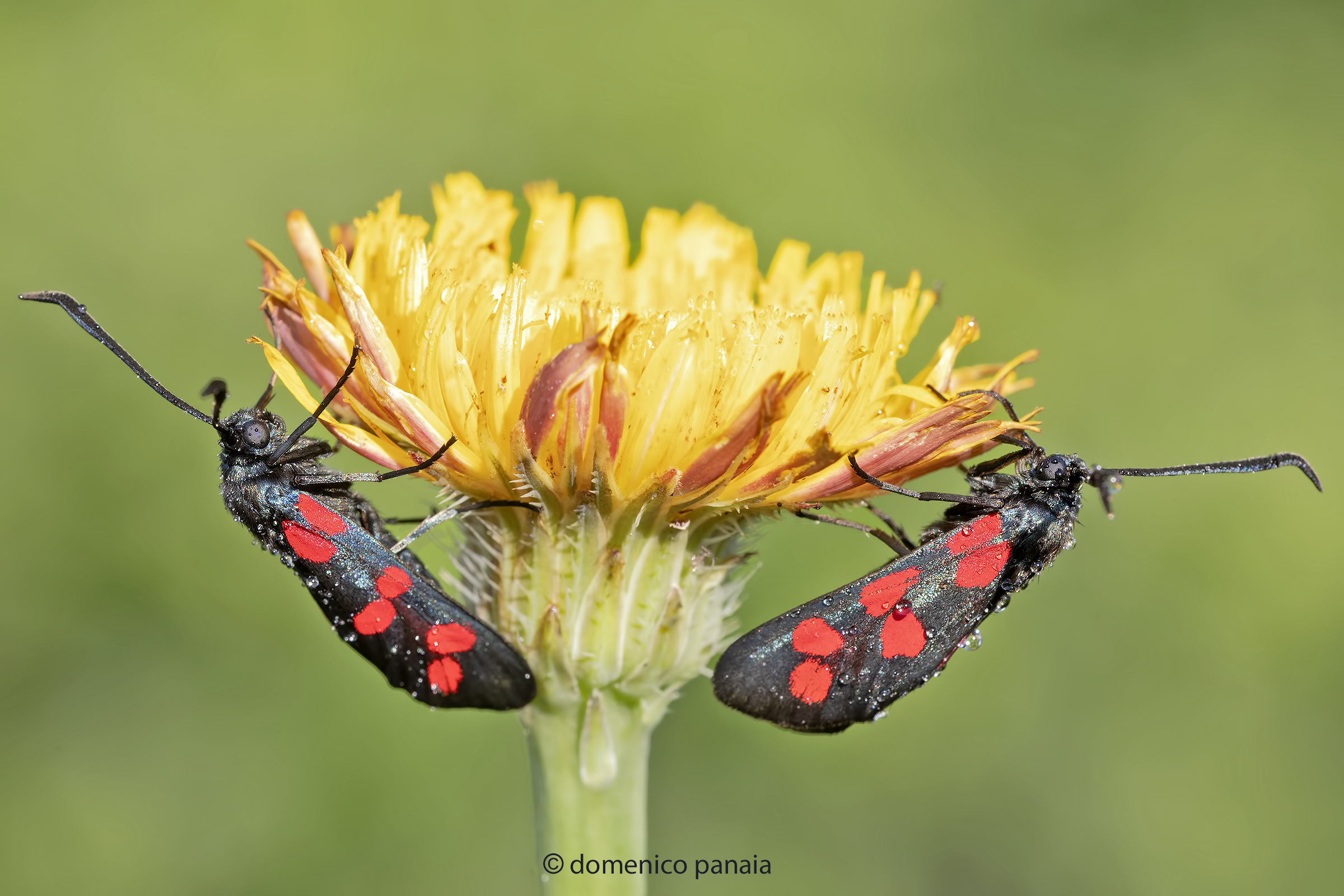 zygaena filipendulae