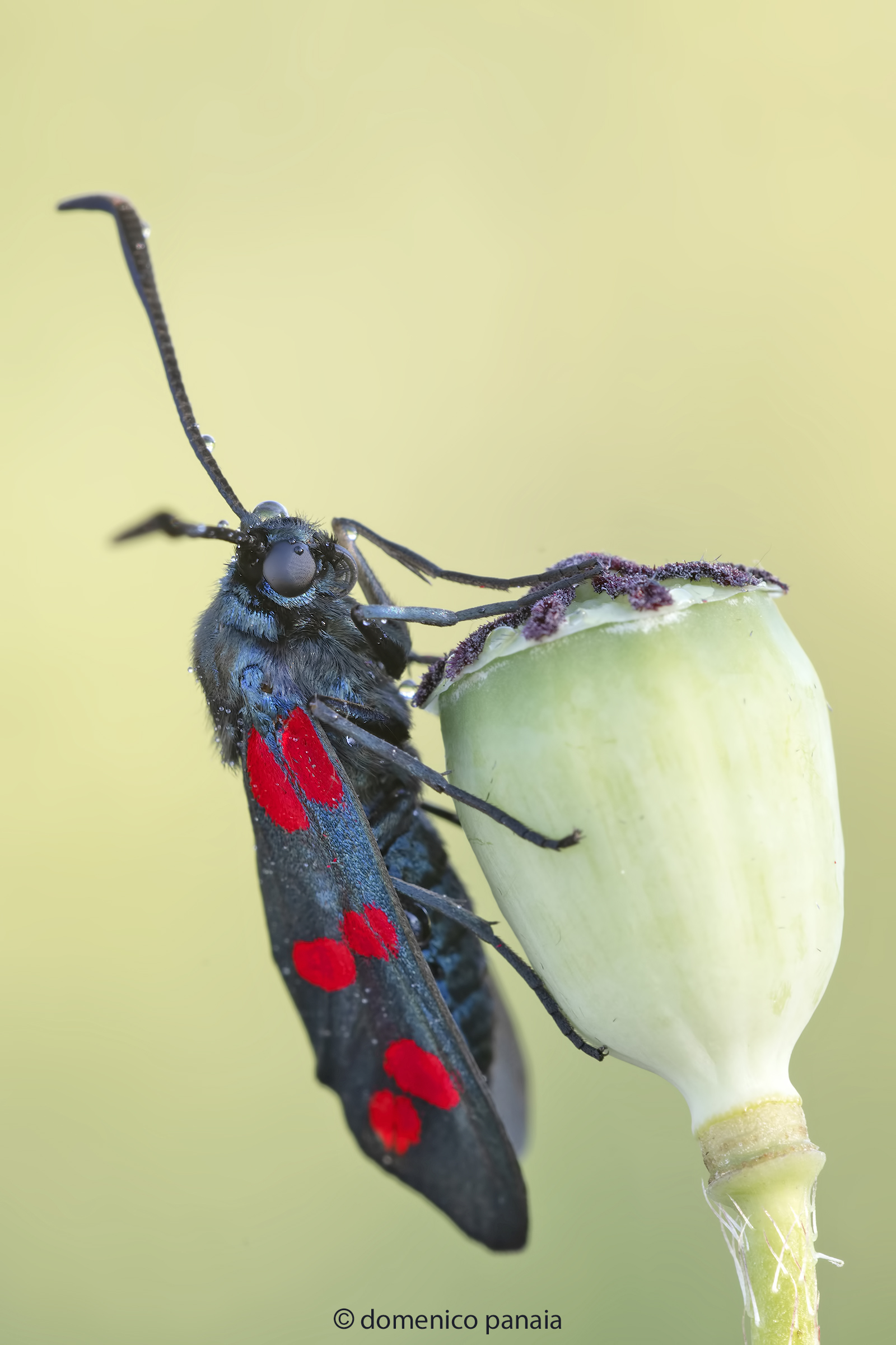 zygaena filipendulae