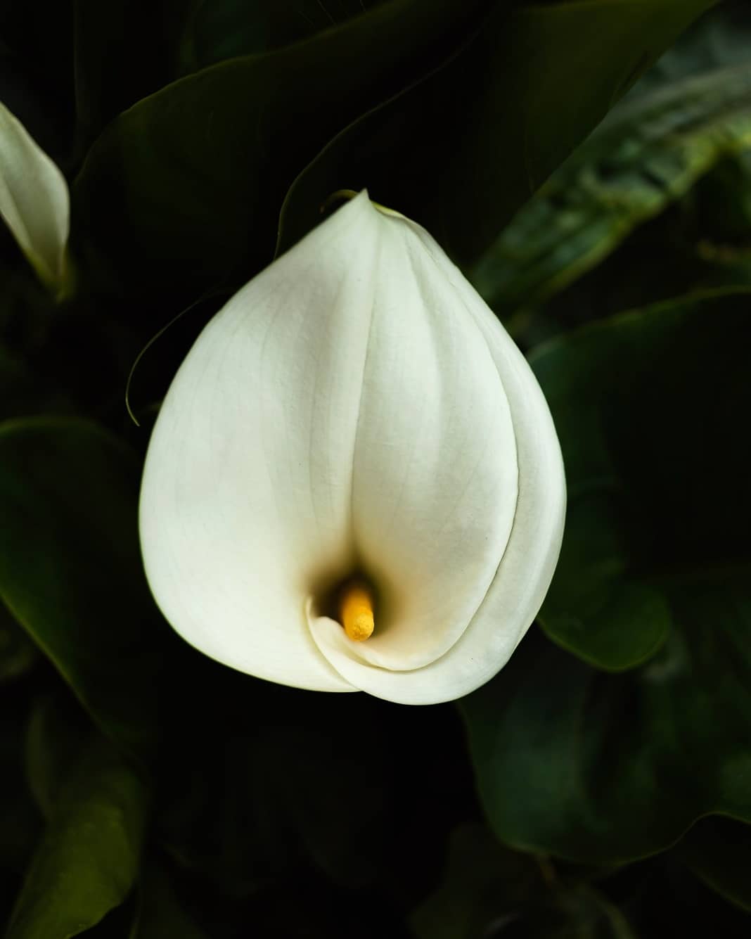 Calla-1
