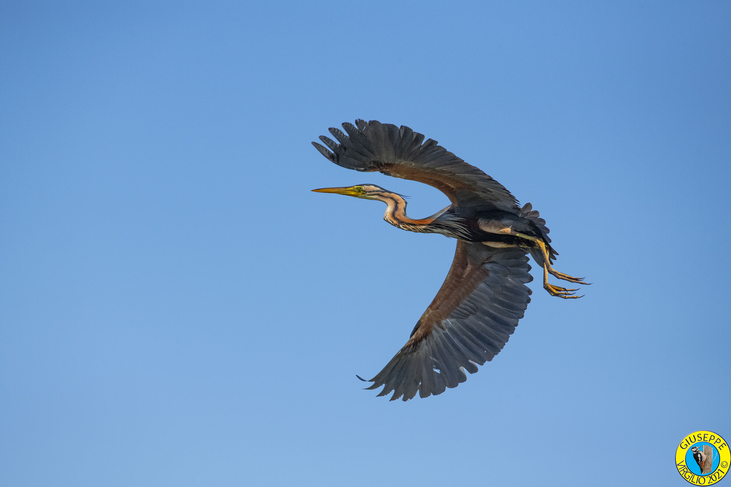 Airone Rosso (Sardegna) 2021