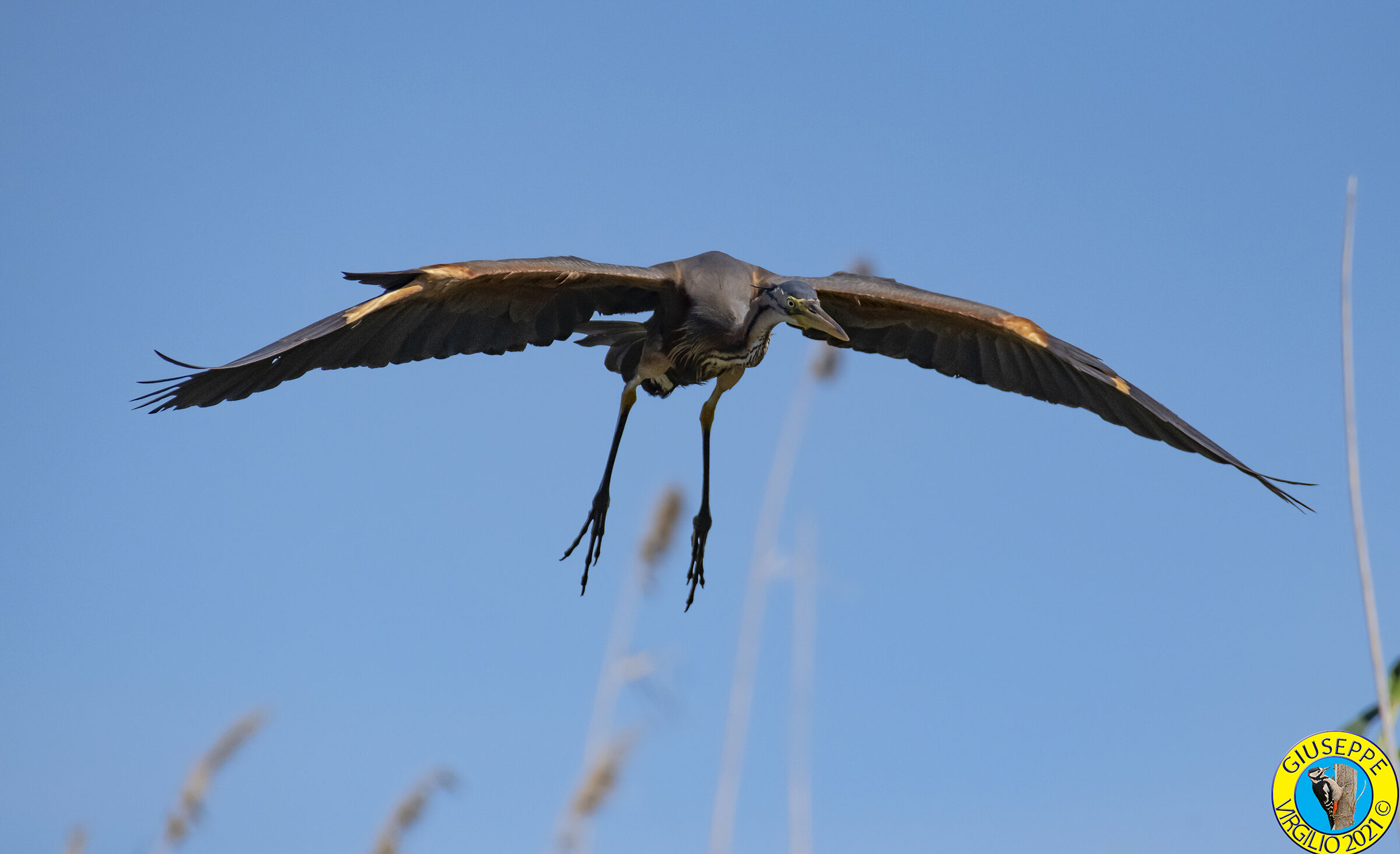 Airone Rosso (Sardegna) 2021