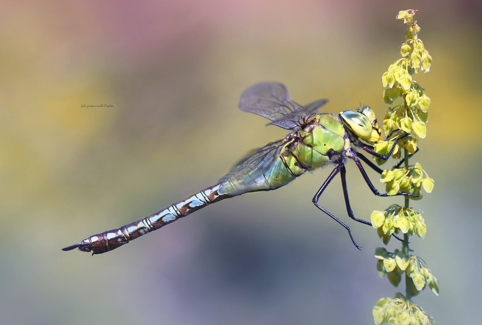 Anax imperator femmina