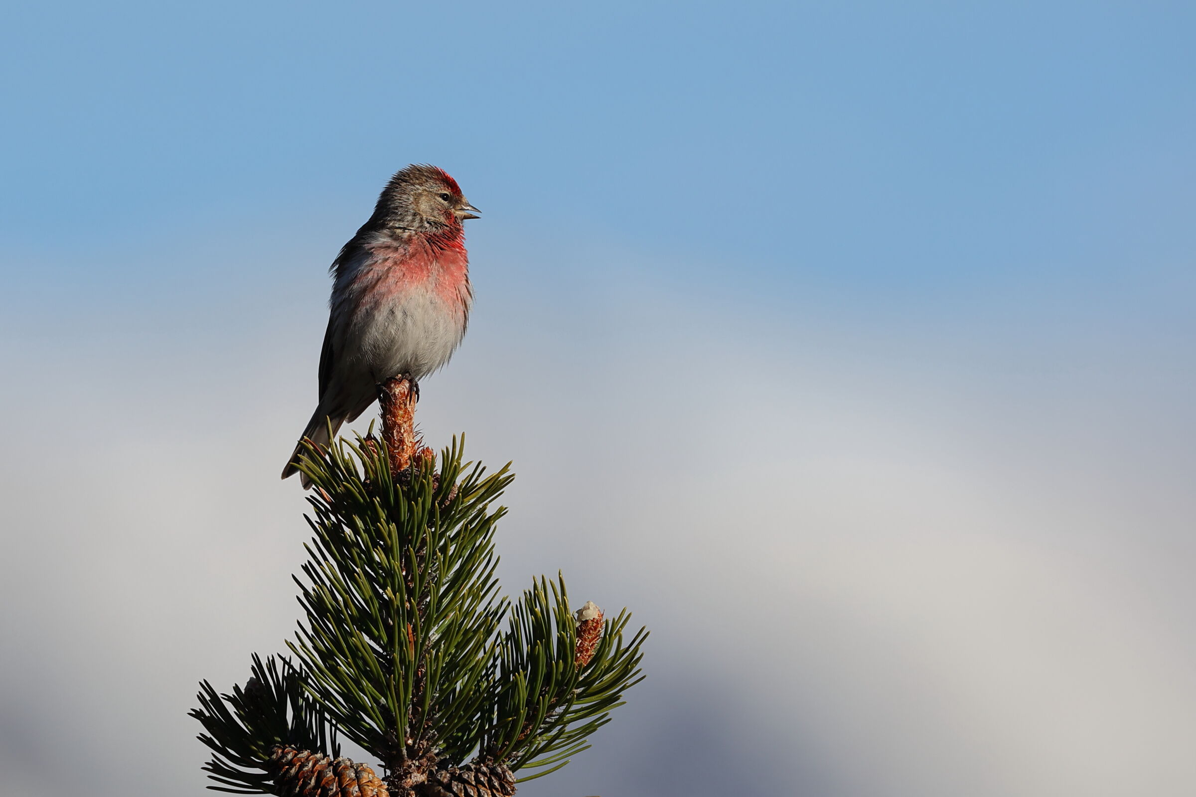 Primo Organetto del 2021