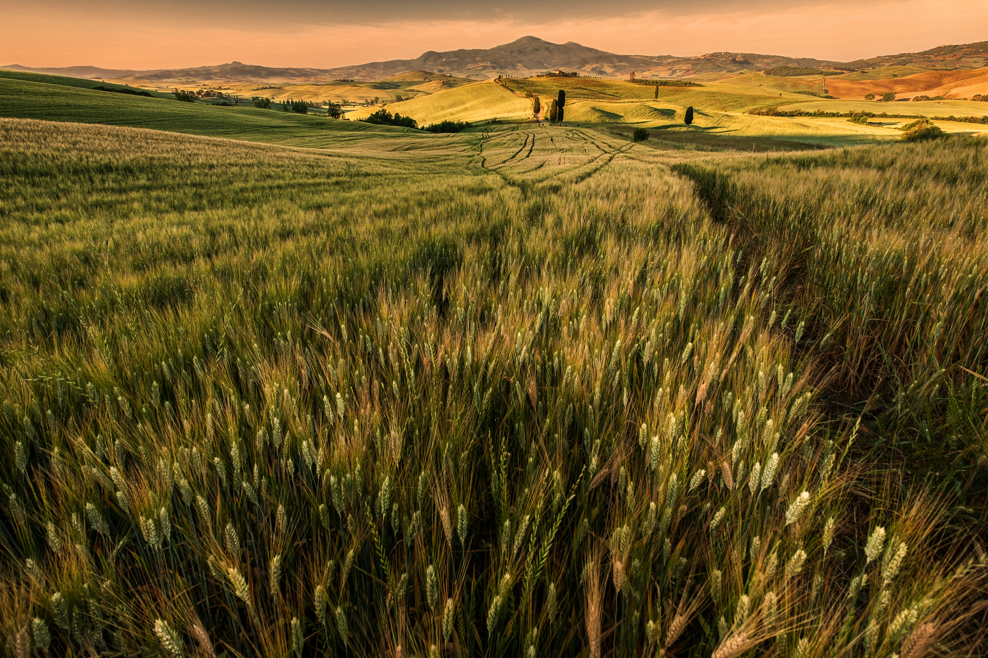 campo di pane