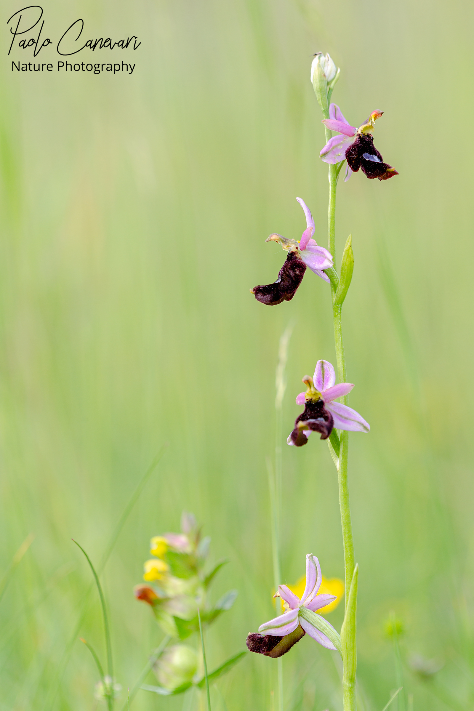Ophrys Apifera