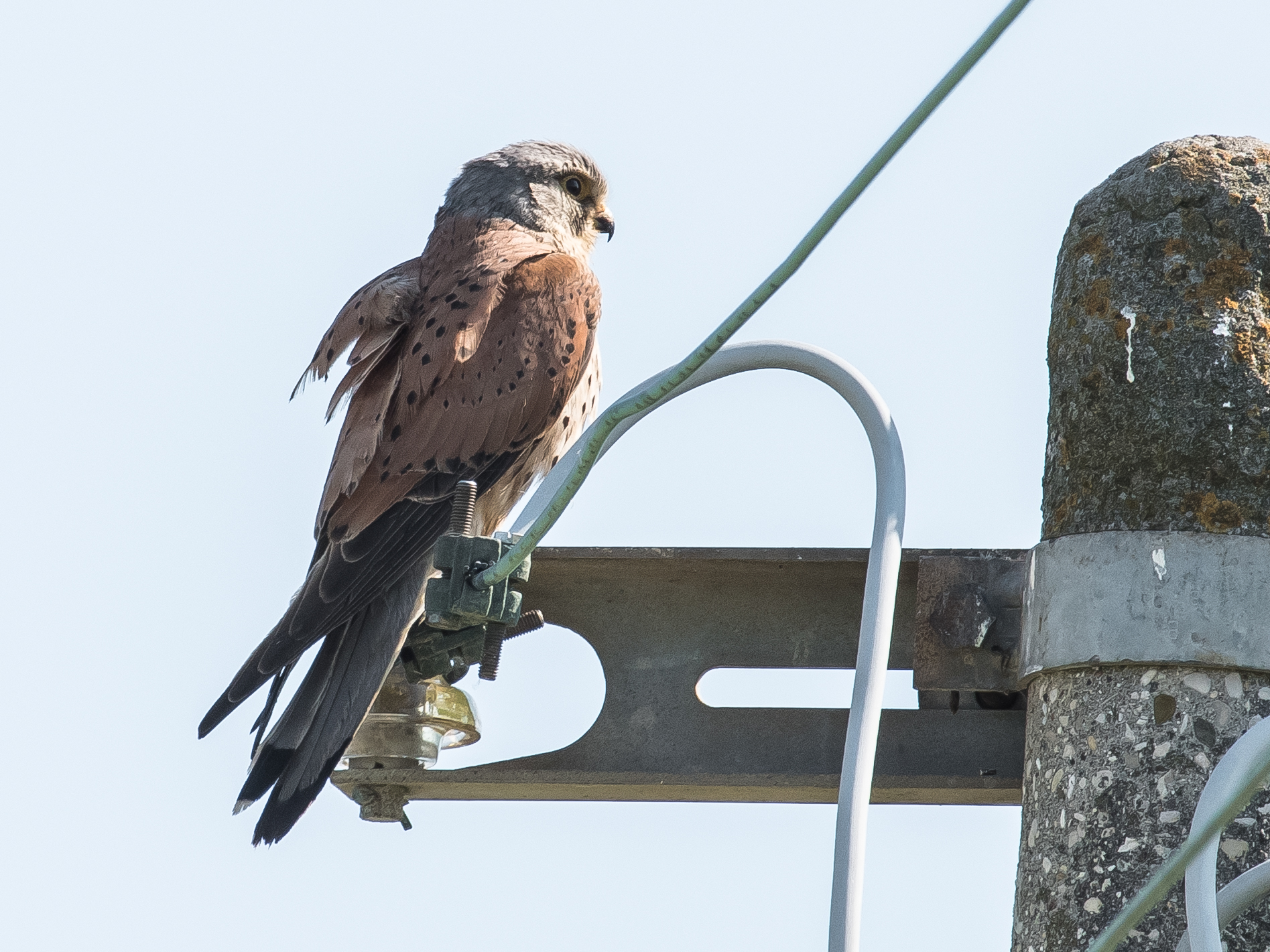 e' un Gheppio o altro. Grazie a chi mi vorrà aiut...