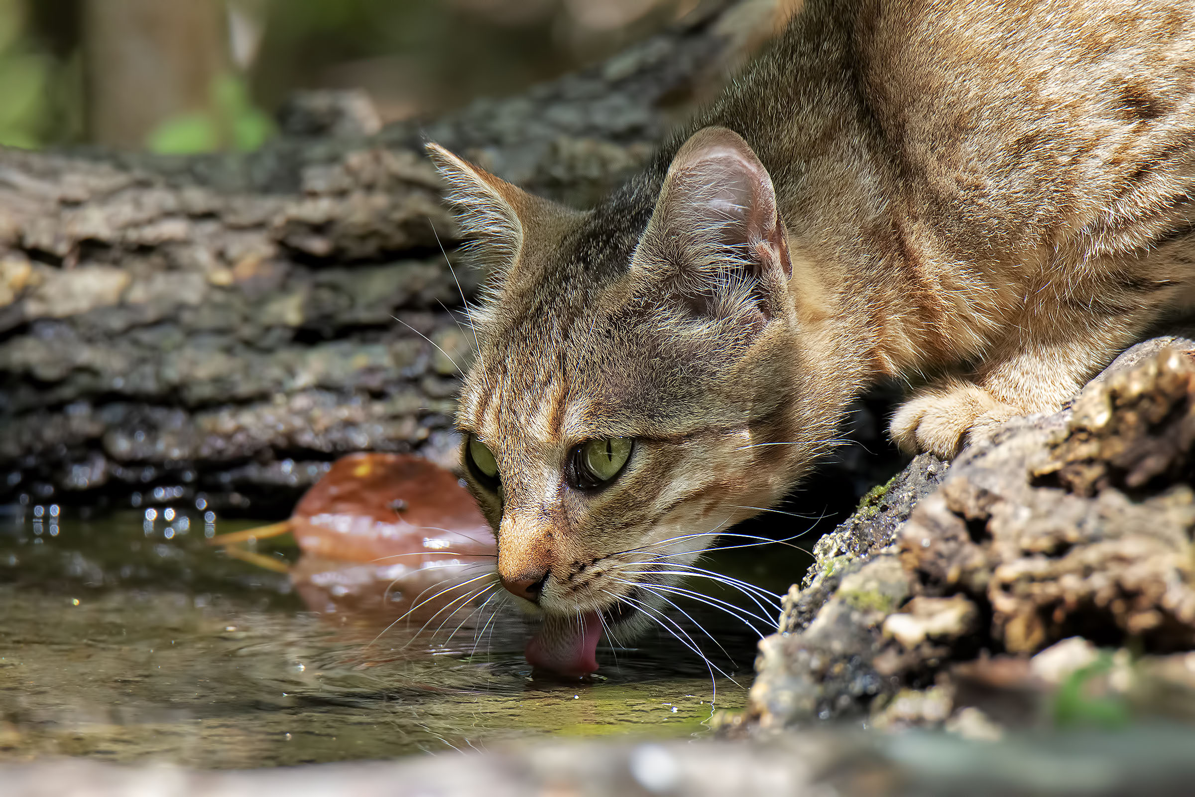 Belva feroce all'abbeverata