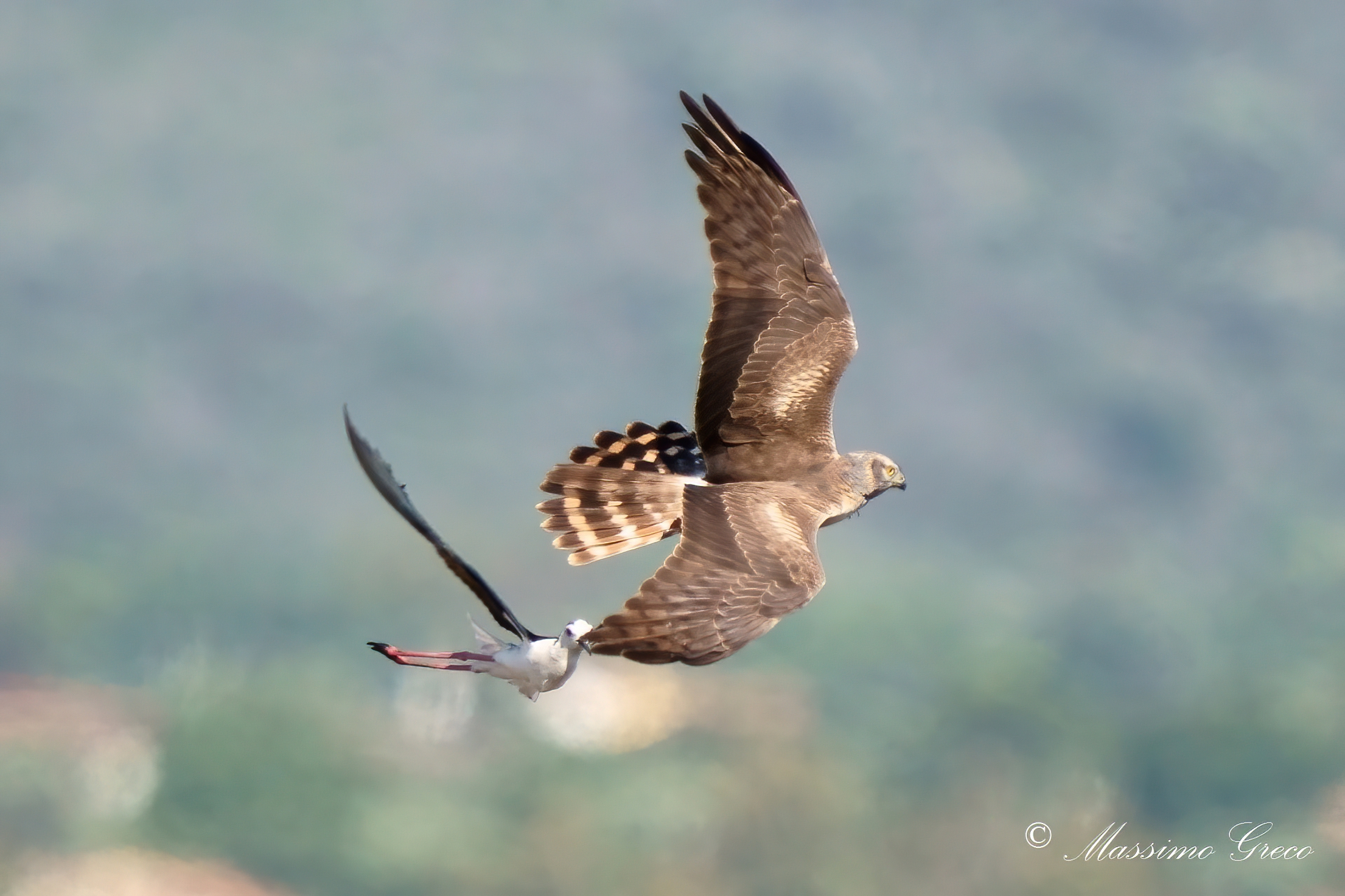 Albanella minore  infastidita dal Cavaliere d'Italia
