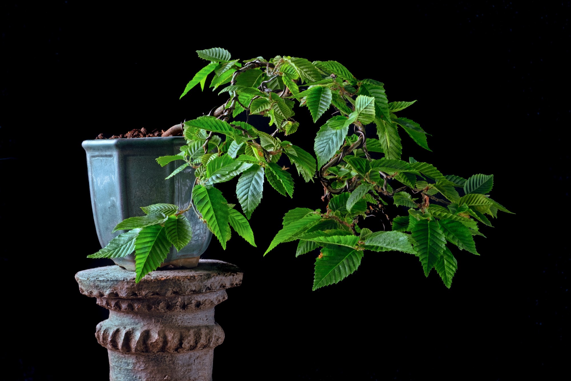 Capinus nigra - Carpino comune