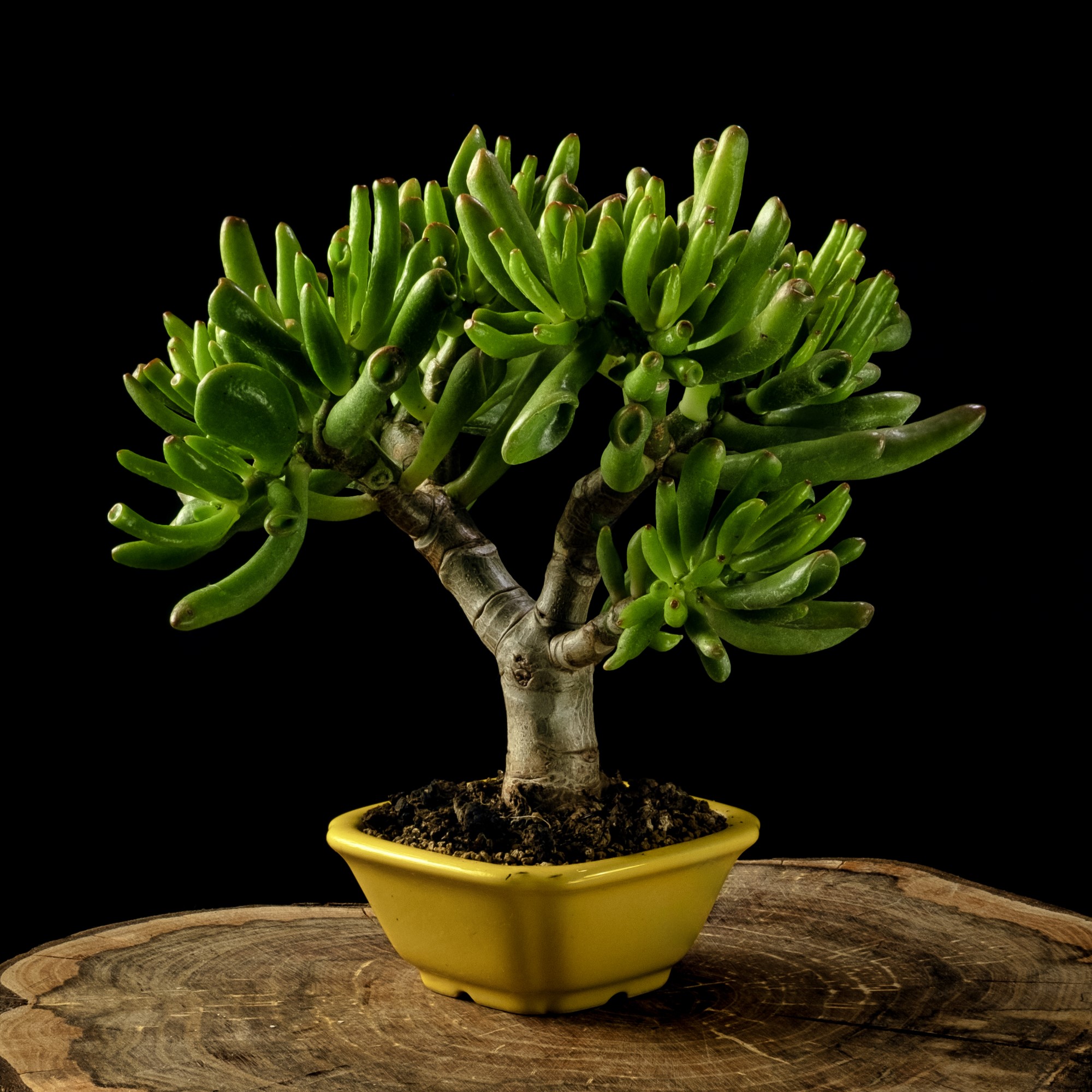 Crassula Ovata Hobbit