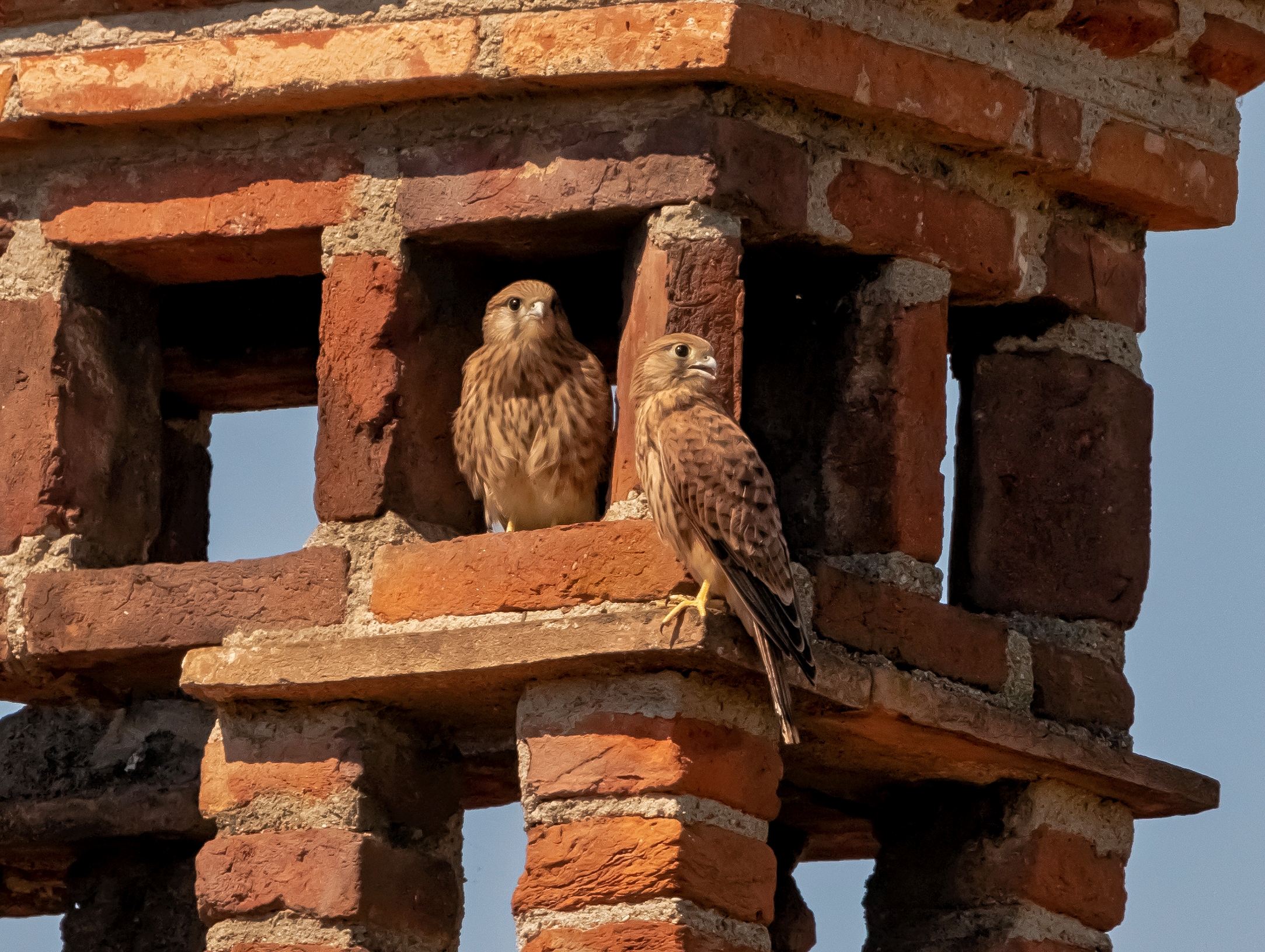 2 small of Tstreppio in tower 6/06/2021