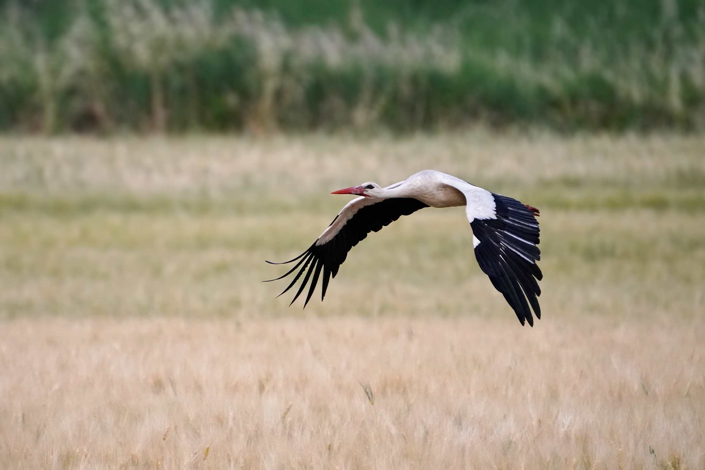 stork