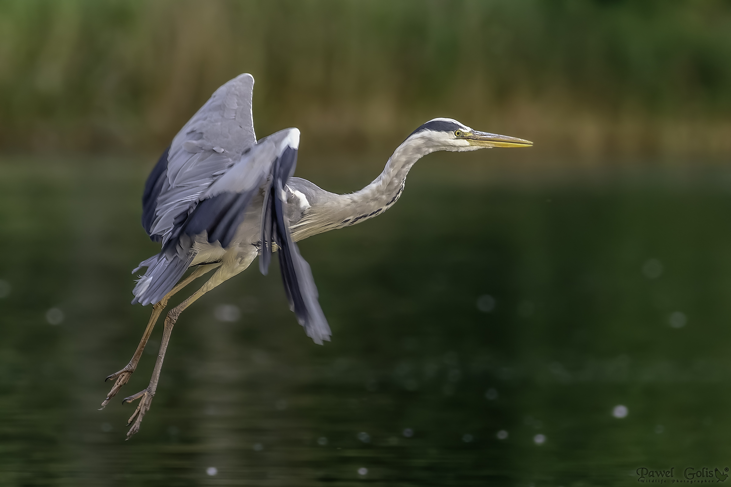Airone grigio (Ardea cinerea)