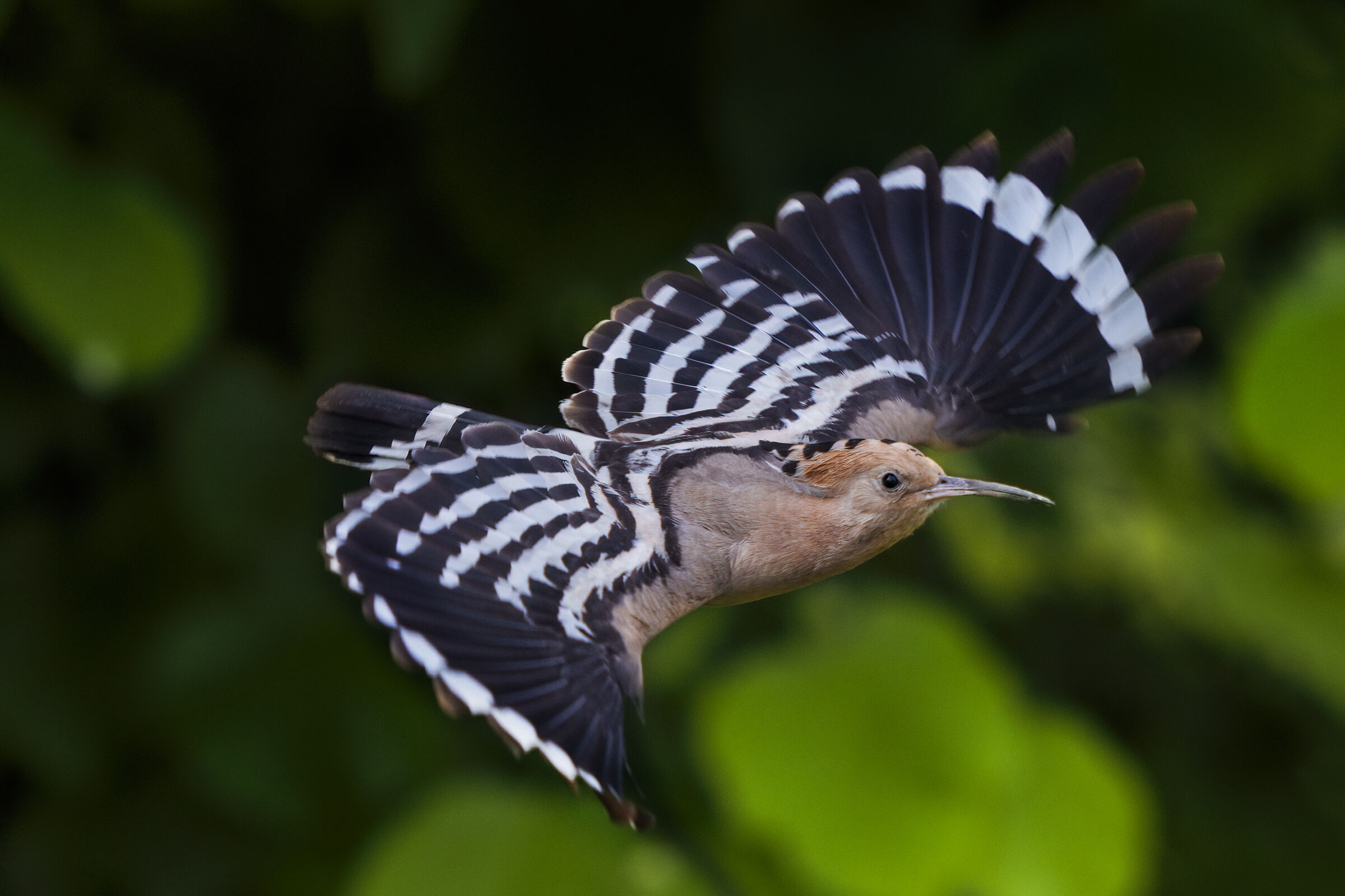 glide