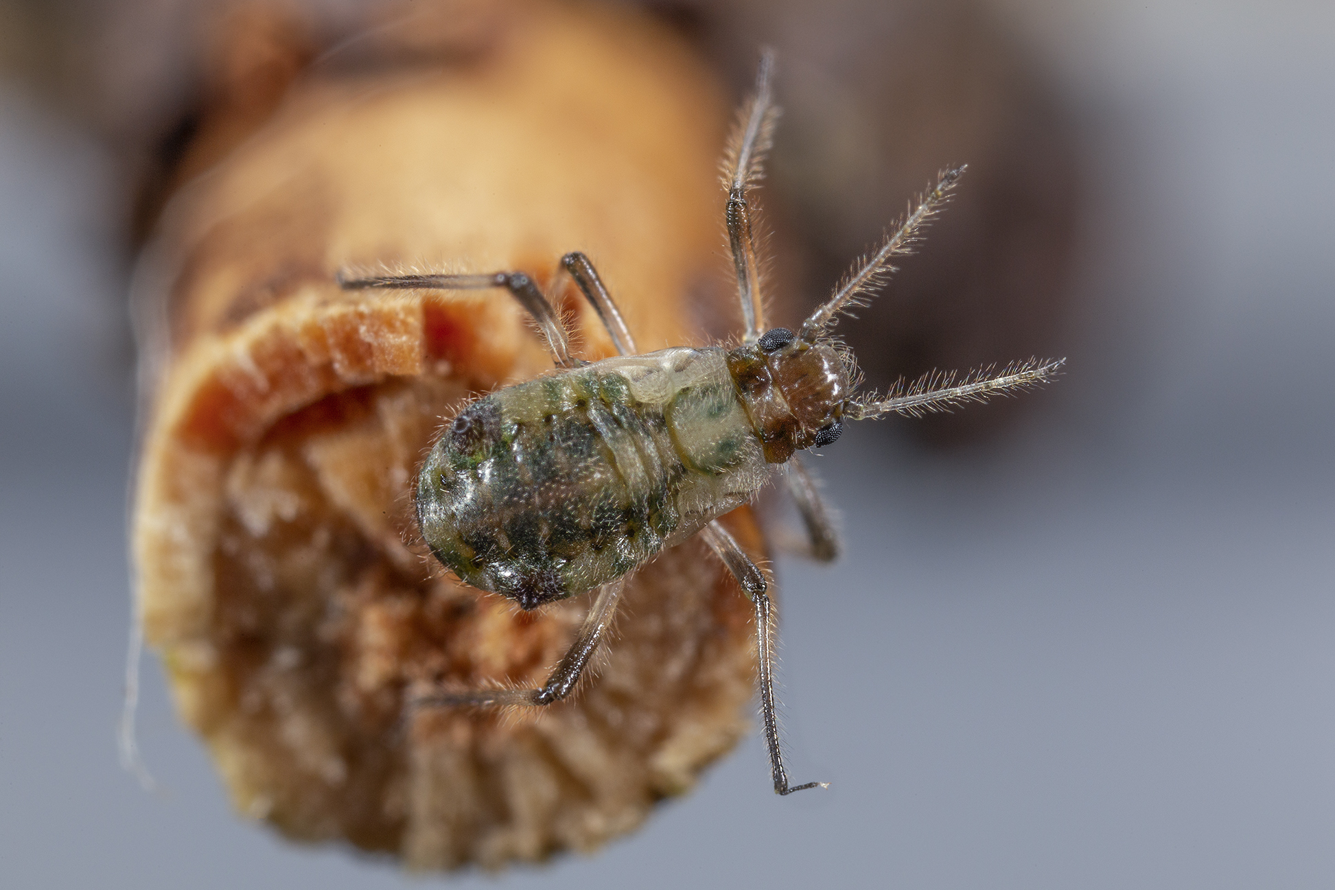 Dark-dark cinara, Aphididae