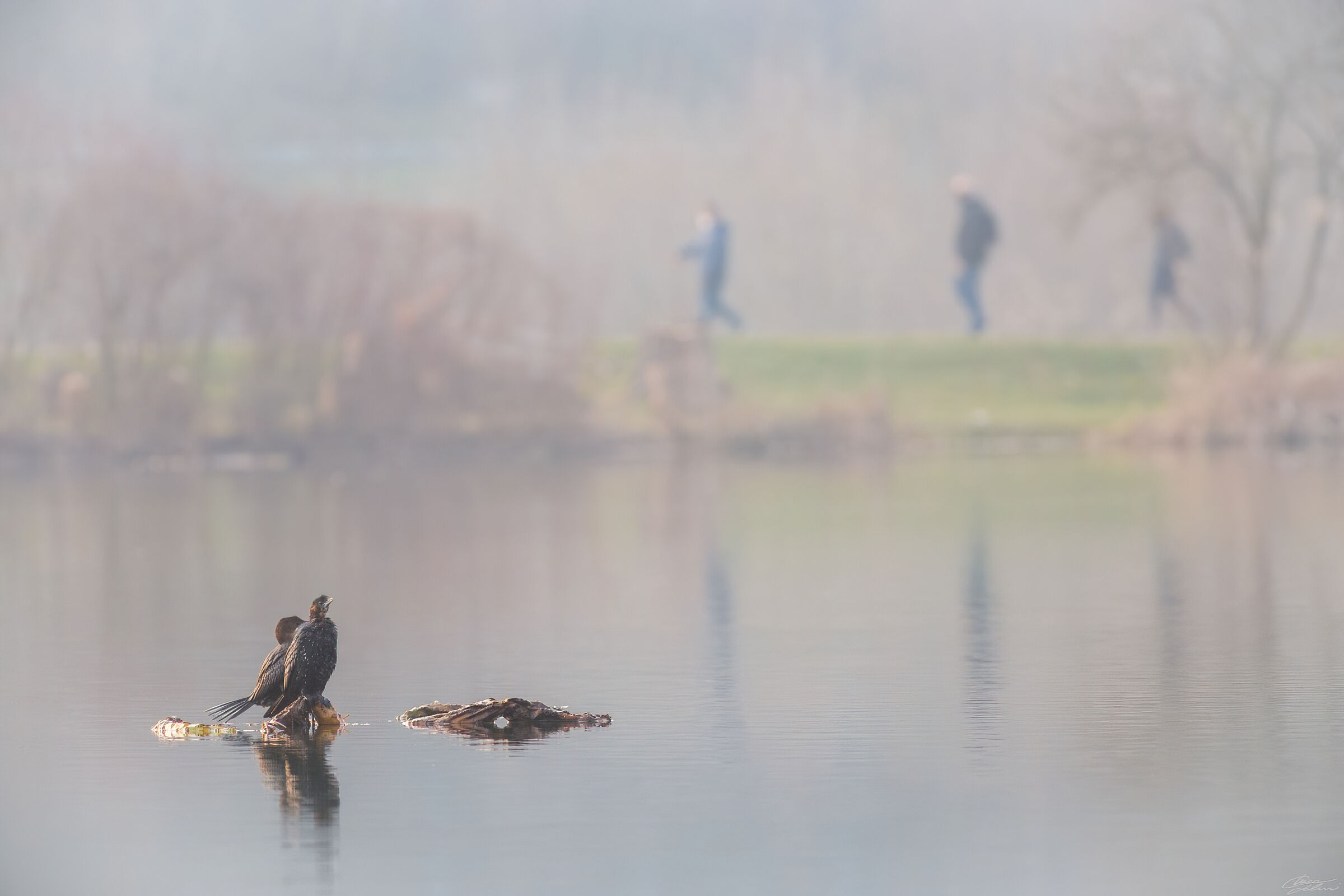 Tre uomini e... due pennuti