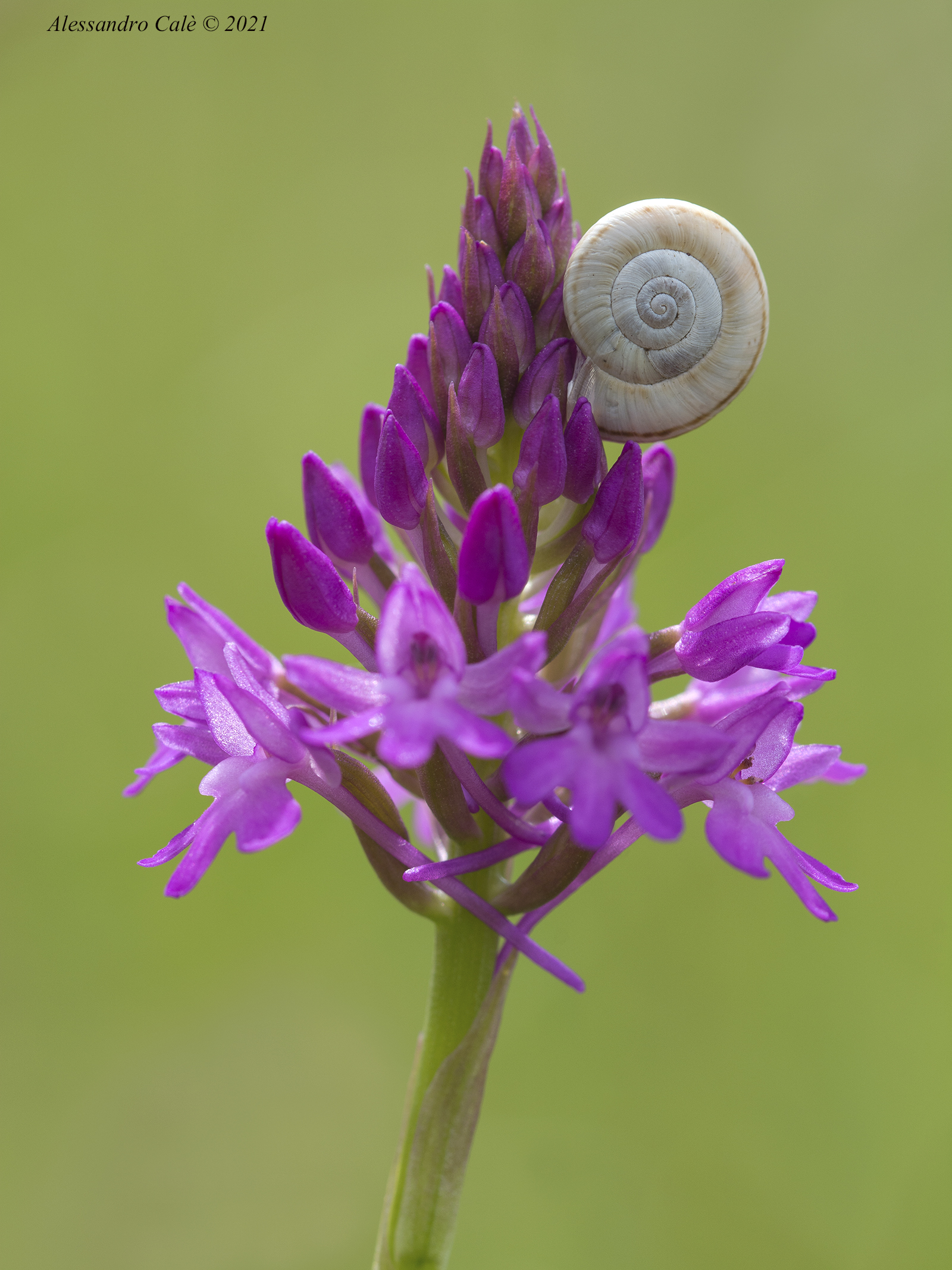 Anacamptis pyramidalis 2810