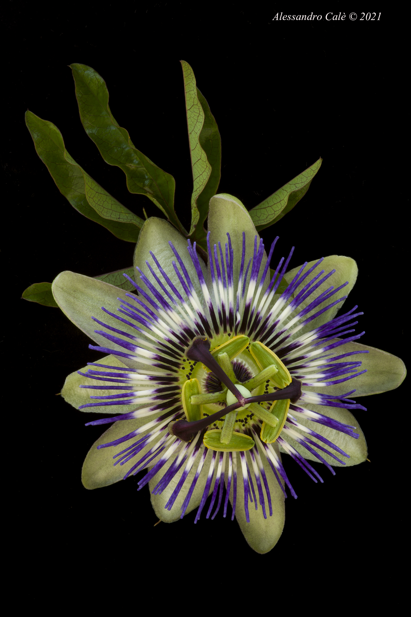 Passiflora 0695