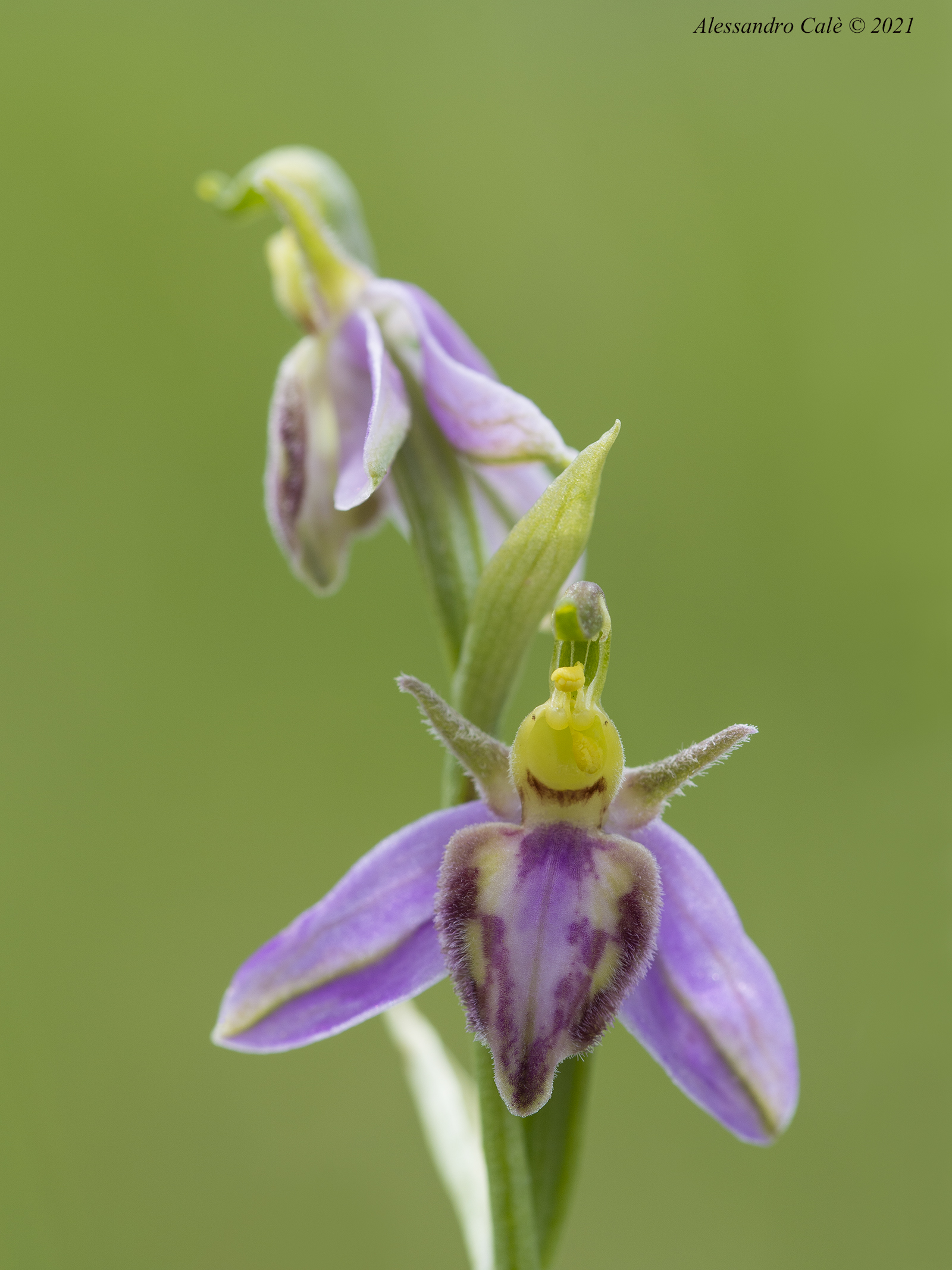 Ophrys apifera variante tilaventina 2819