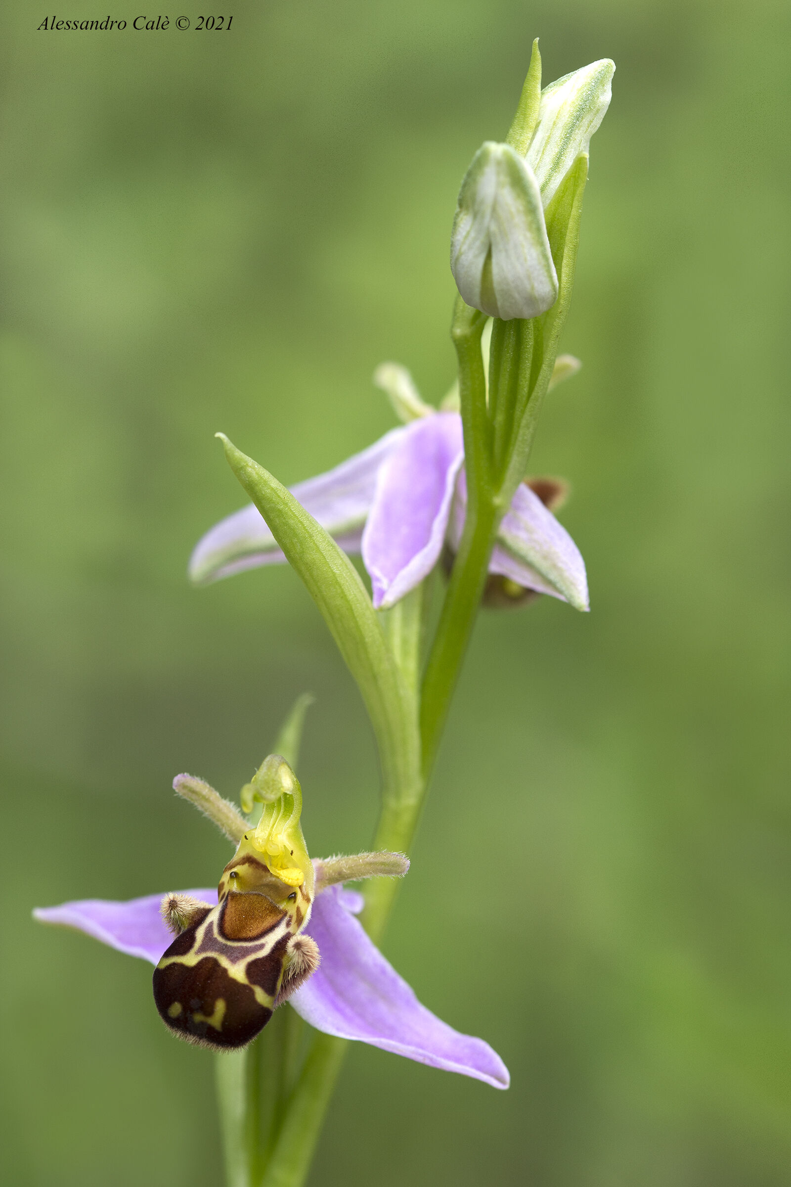 Ophrys apifera 3004