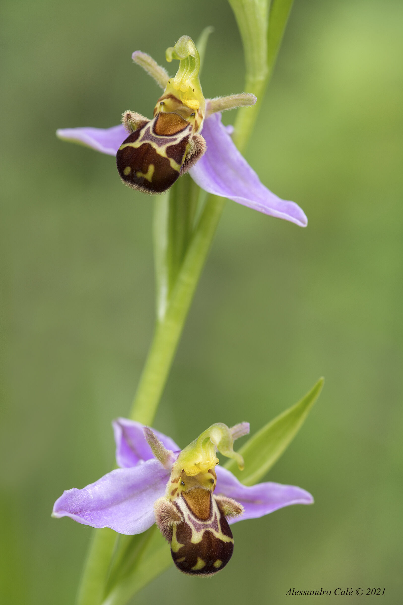 Ophrys apifera 2993