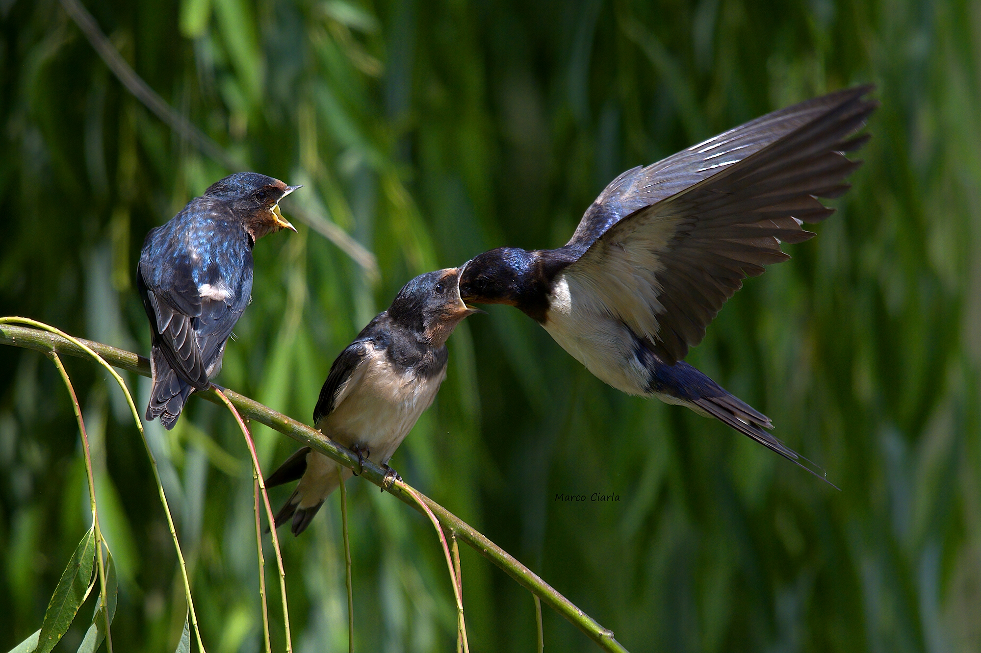 Rondine (Hirundo rustica )