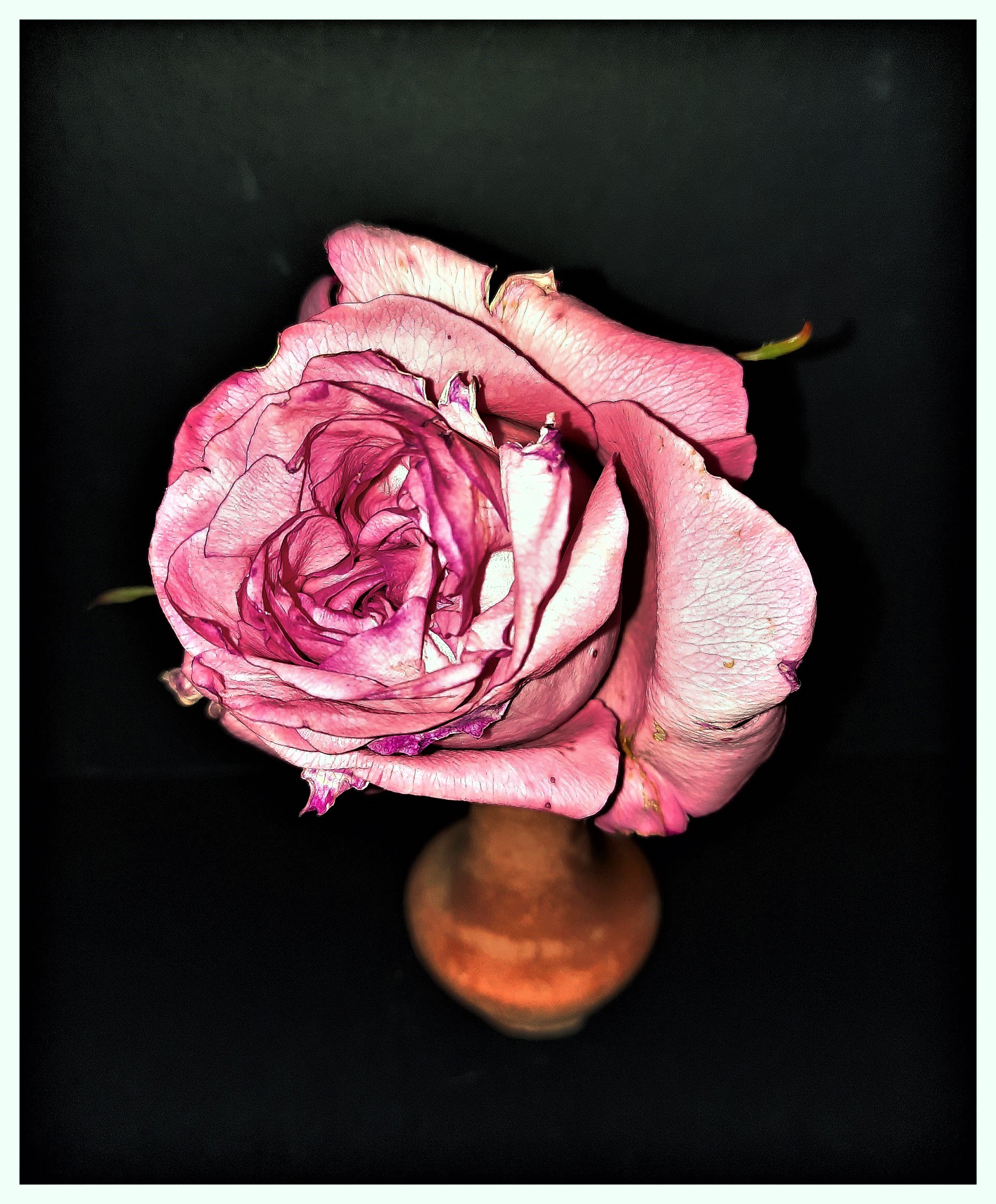 Rosa