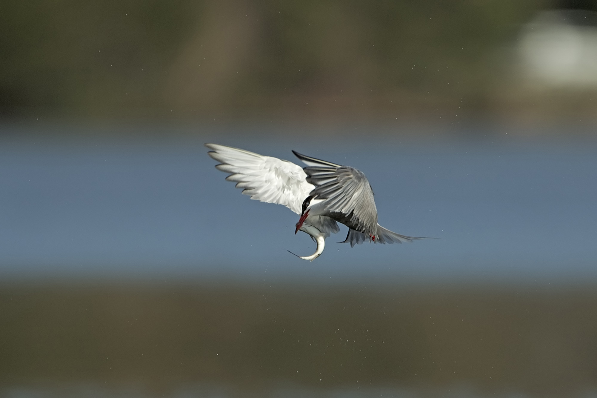Dall'acqua al cielo, improvvisamente.