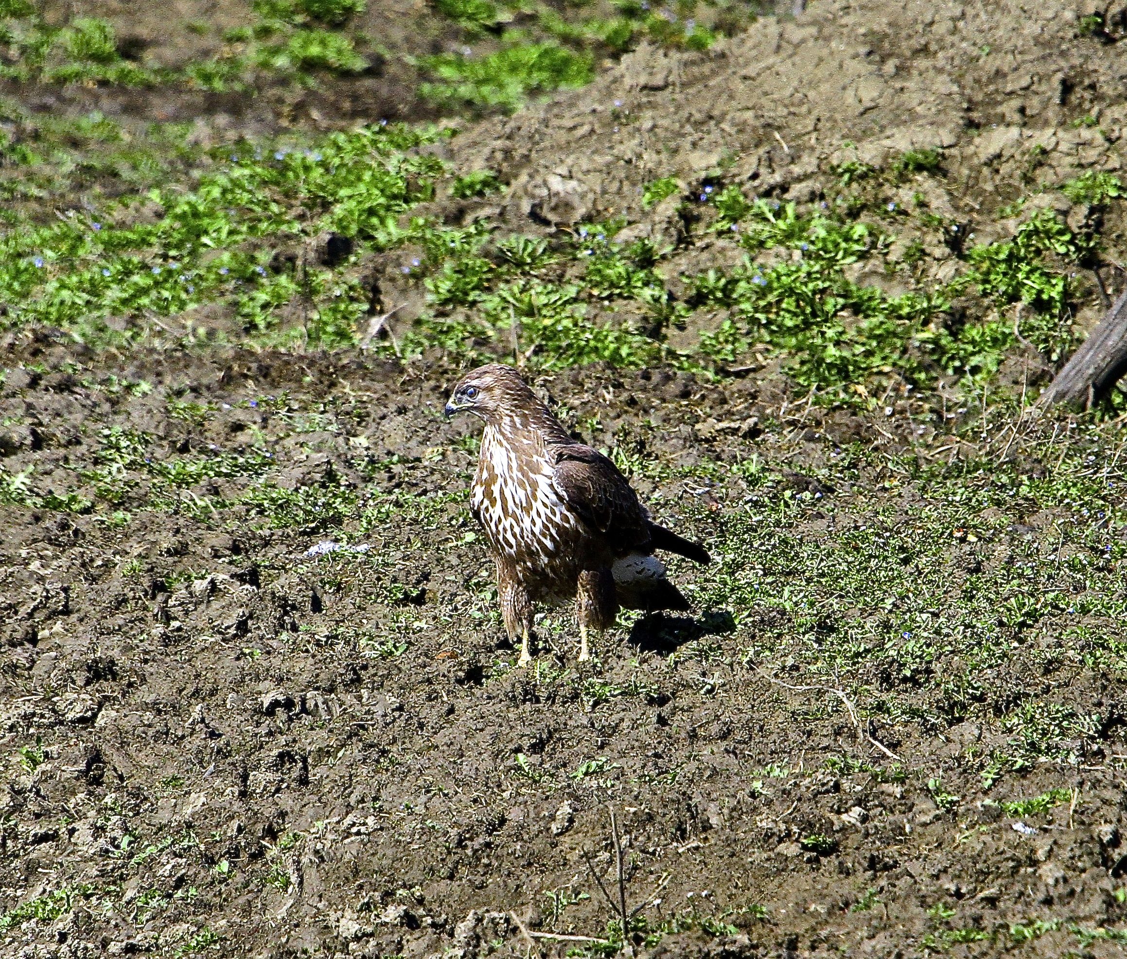 albanella ??????????