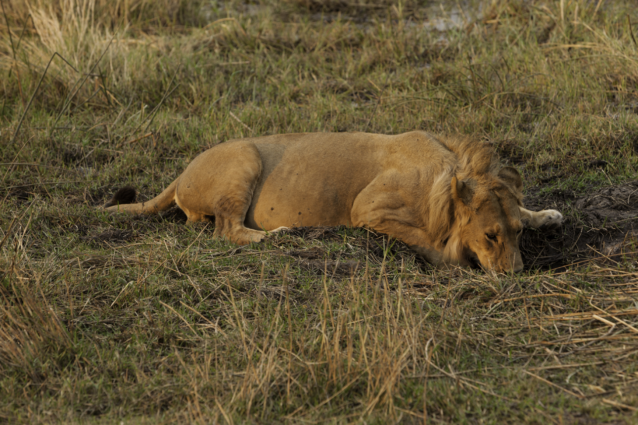 Leone ? Phantera leo ? Lion Foto AOK n. 5075