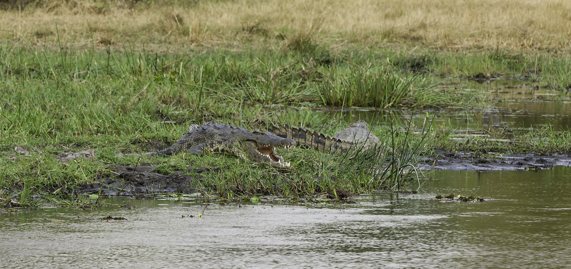 Crocodile? Crocodylia - Crocodrile AOK Photo no. 5,155
