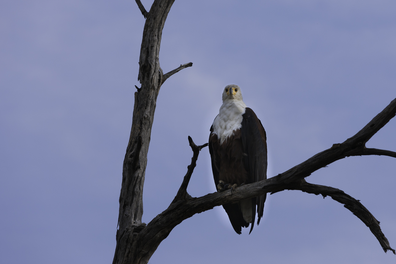 Fish Eagle - Haliaeetus vocifer AOK Photo no. 545