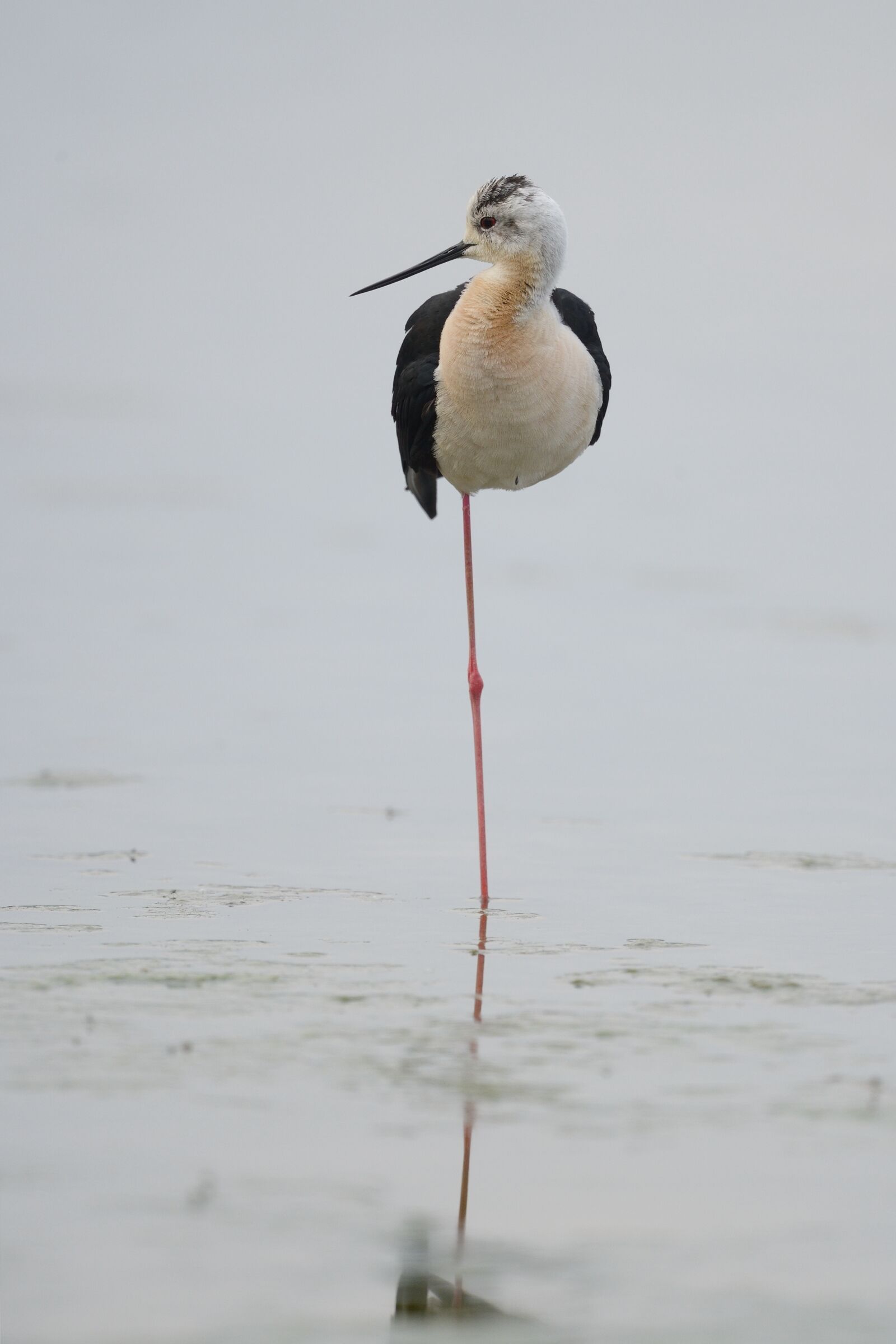 Cavaliere d'Italia (Himantopus himantopus)