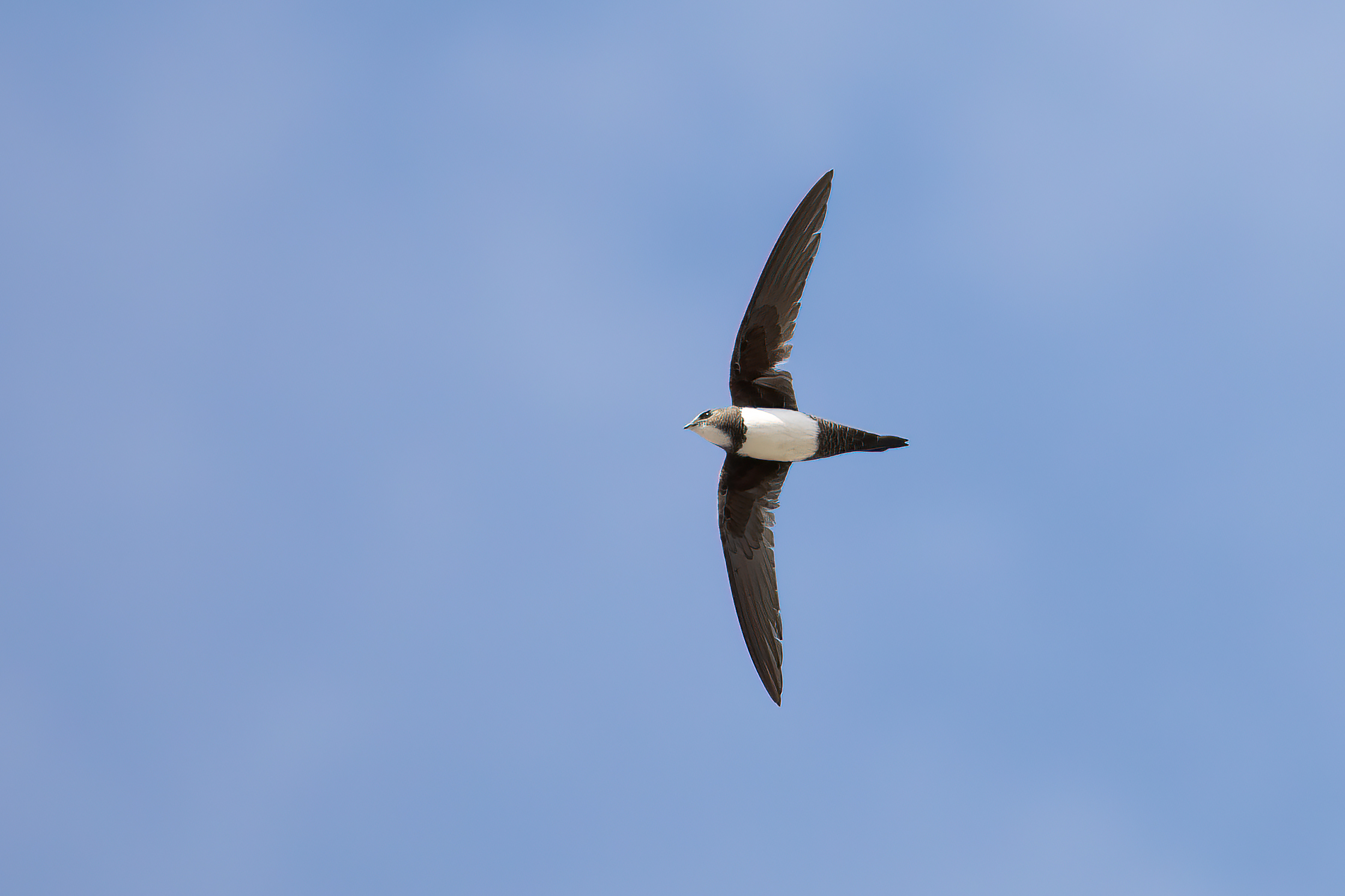 alpine swift