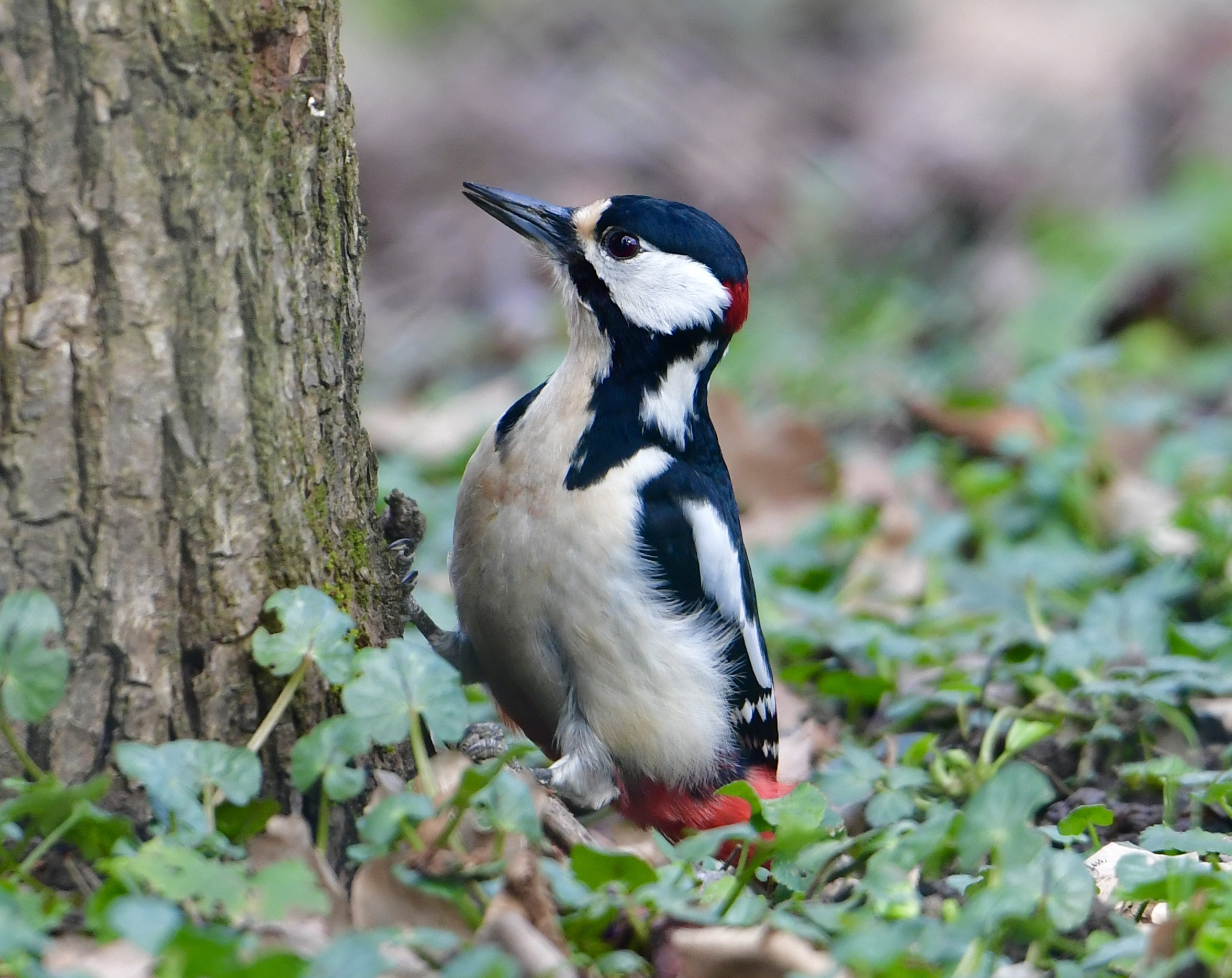 Red woodpecker