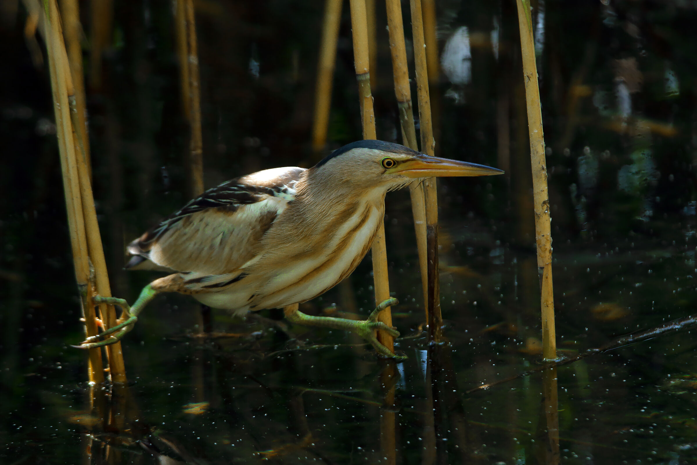 tarabusino male