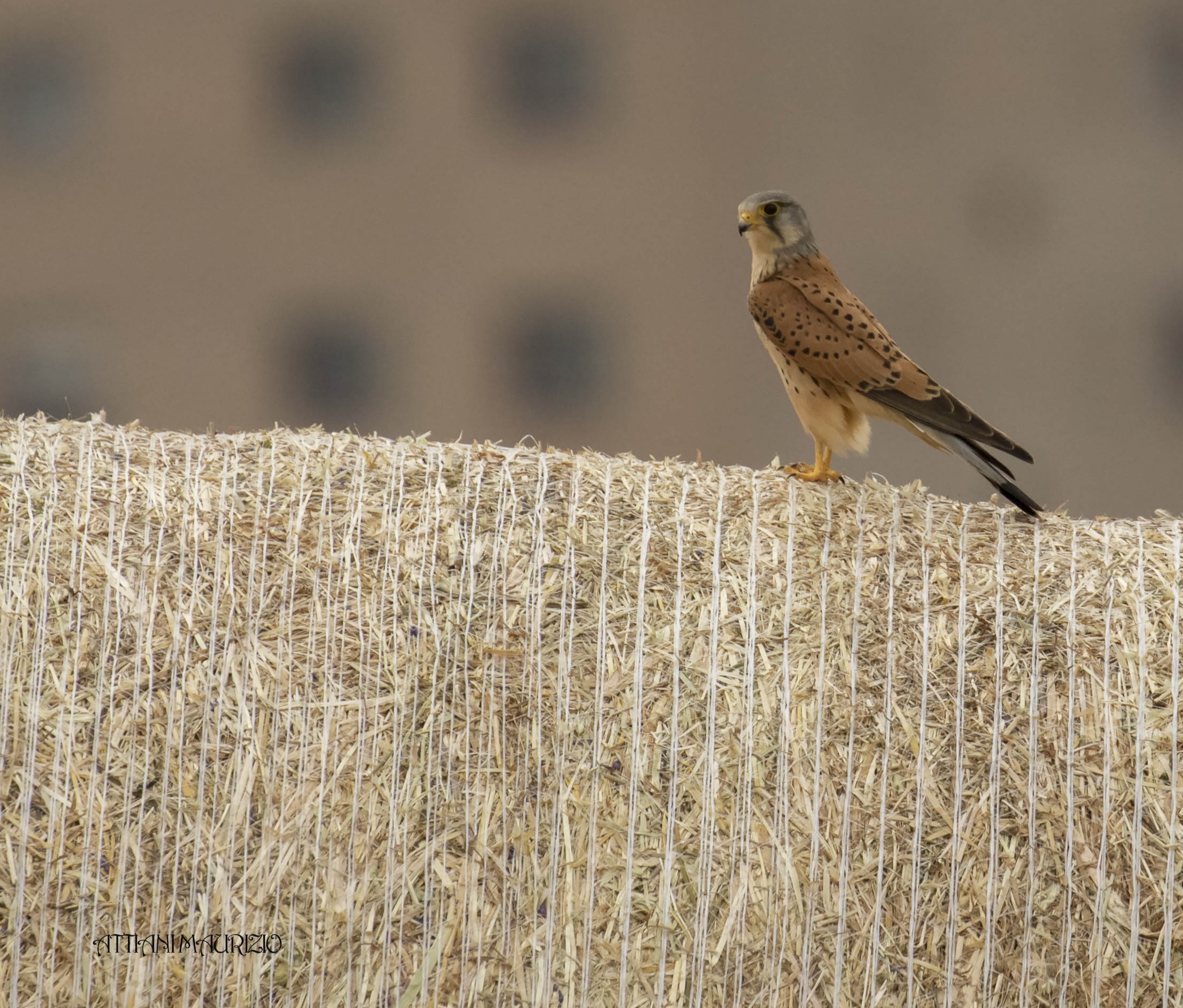 Male cheetah (dedicated to Nadia b.)