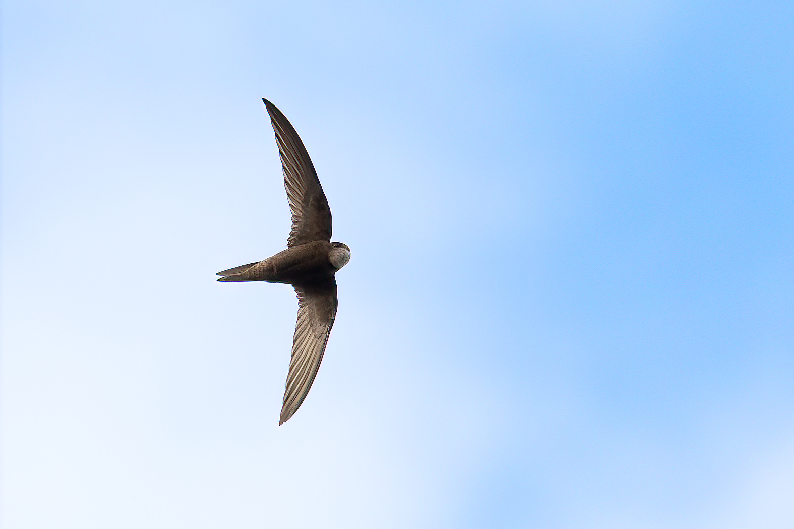 Pale Swift