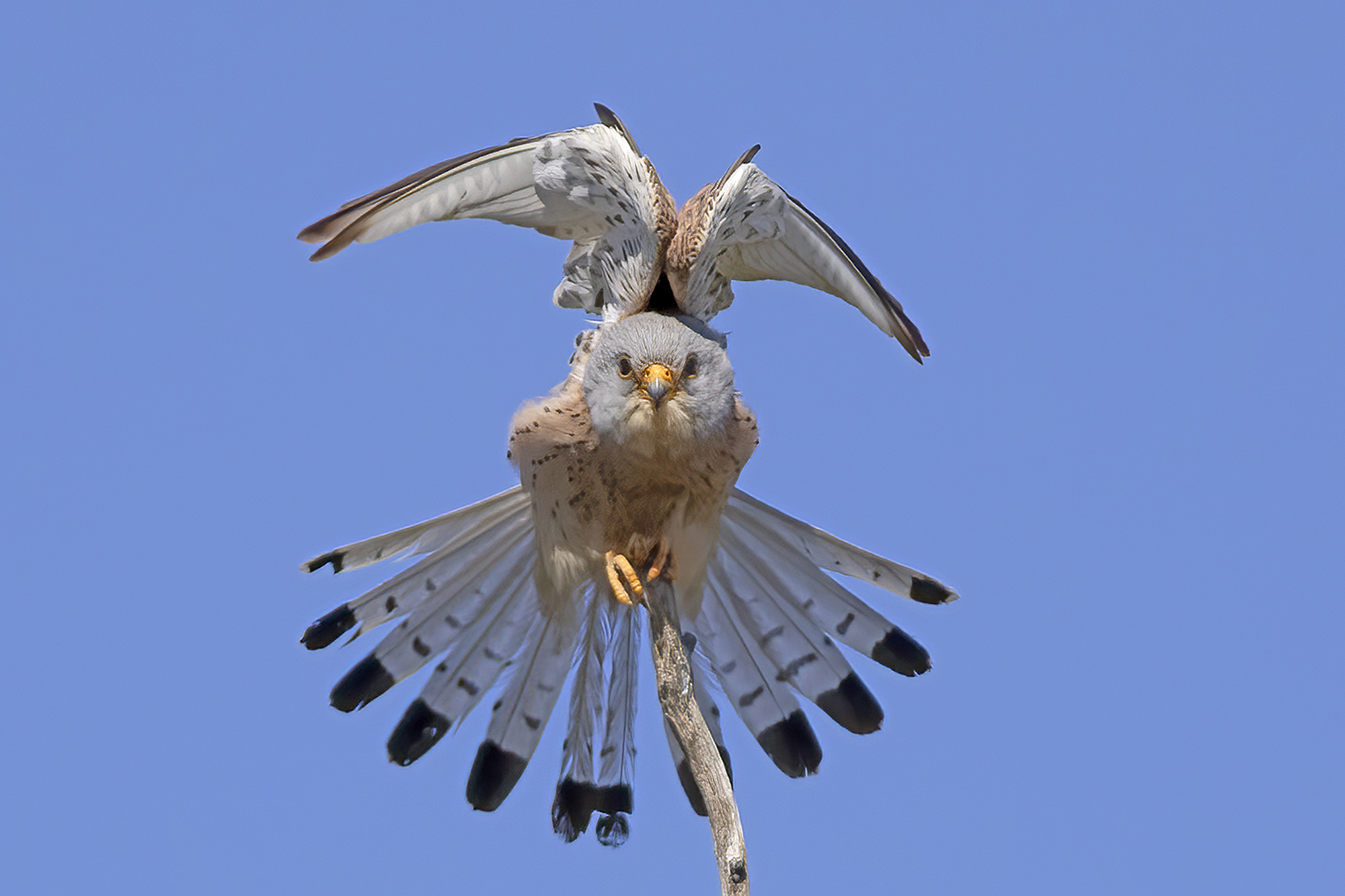 sguardo in camera grillaio