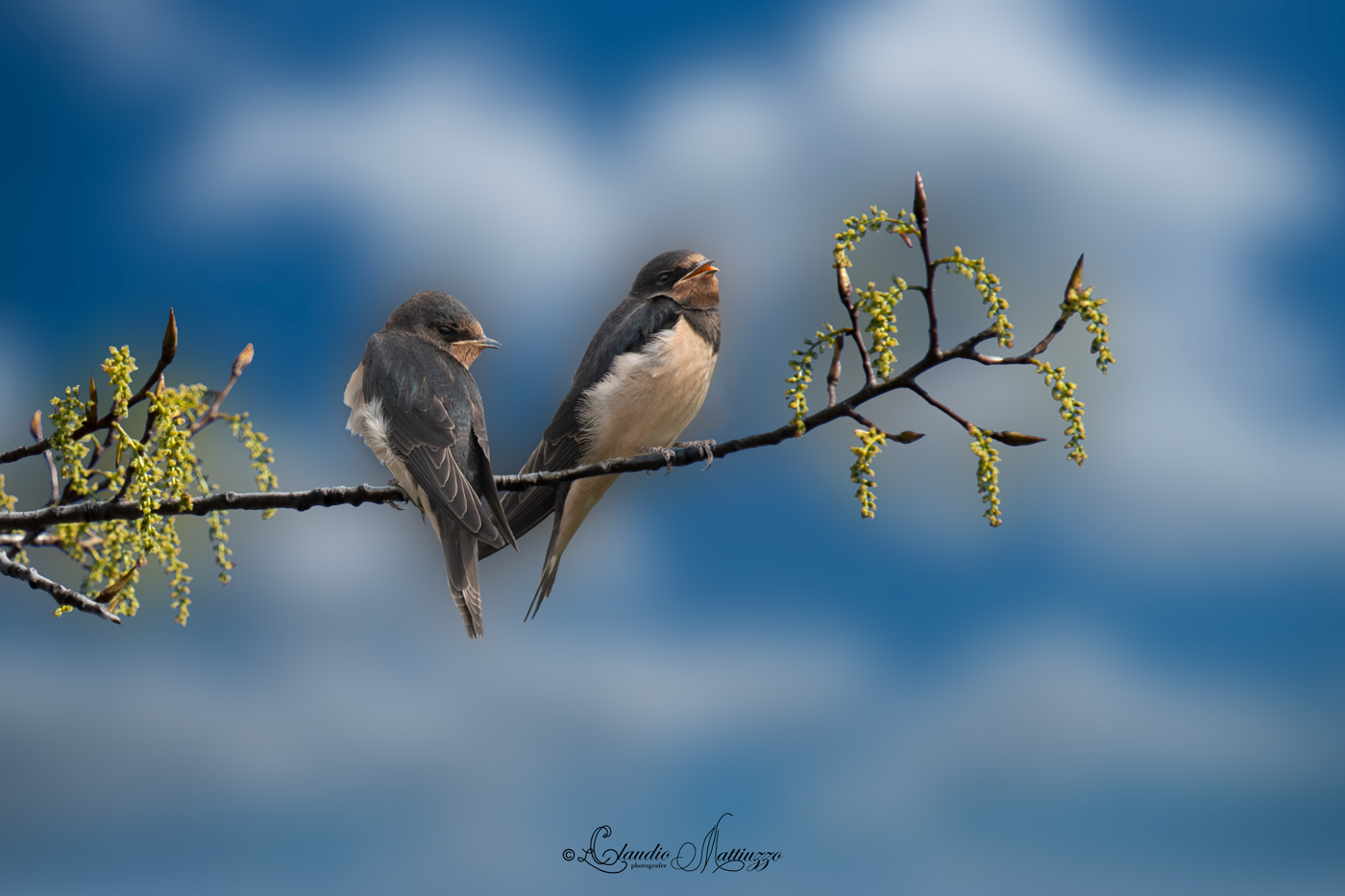 two swallows