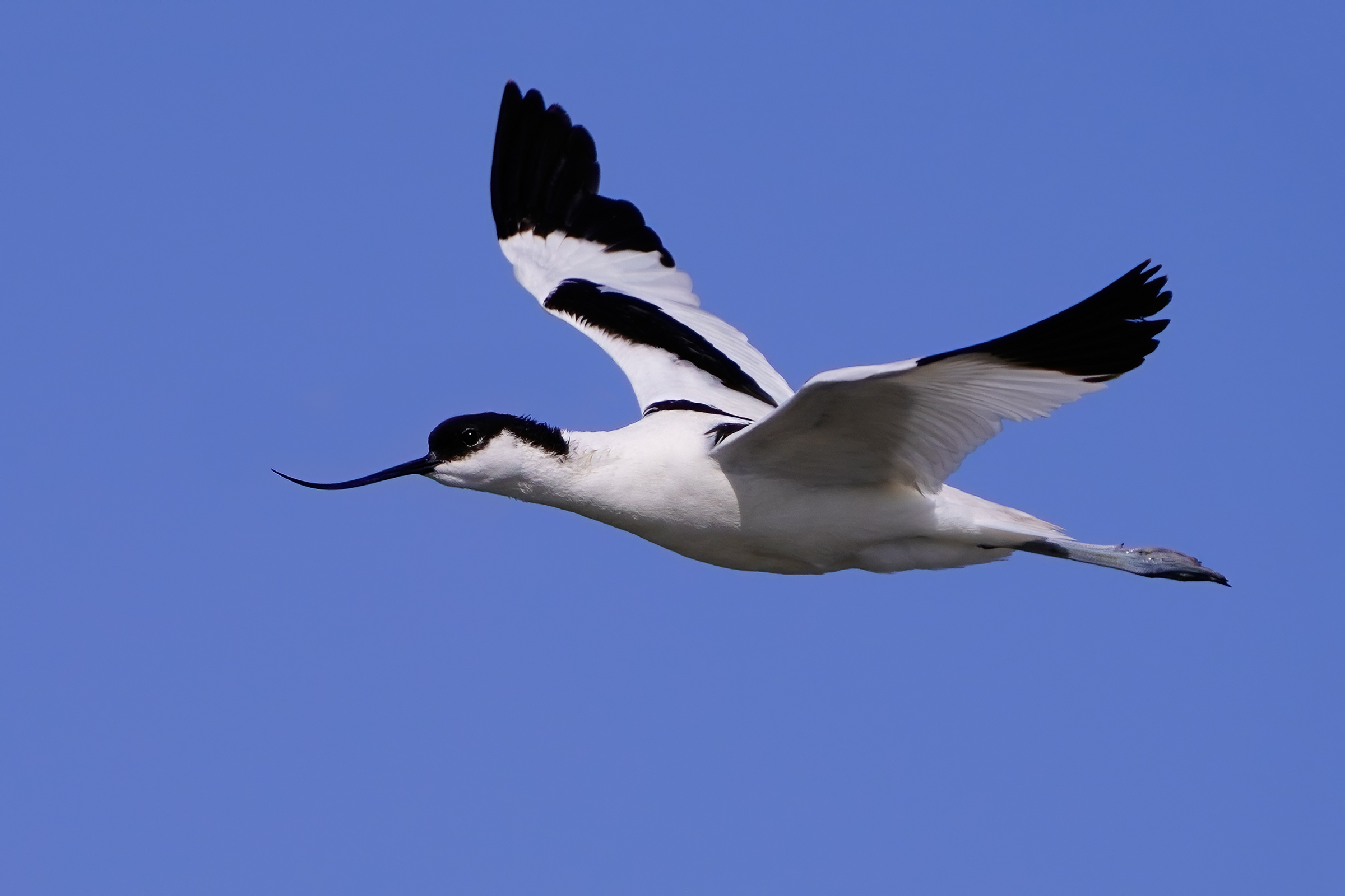 Avocetta in volo di ricognizione