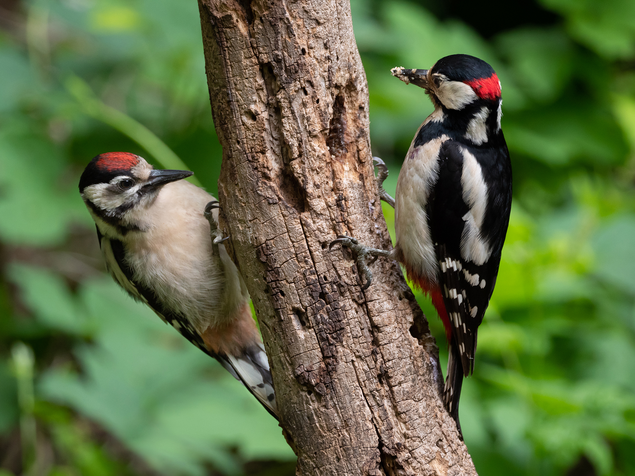 Quando arriva la pappa ?