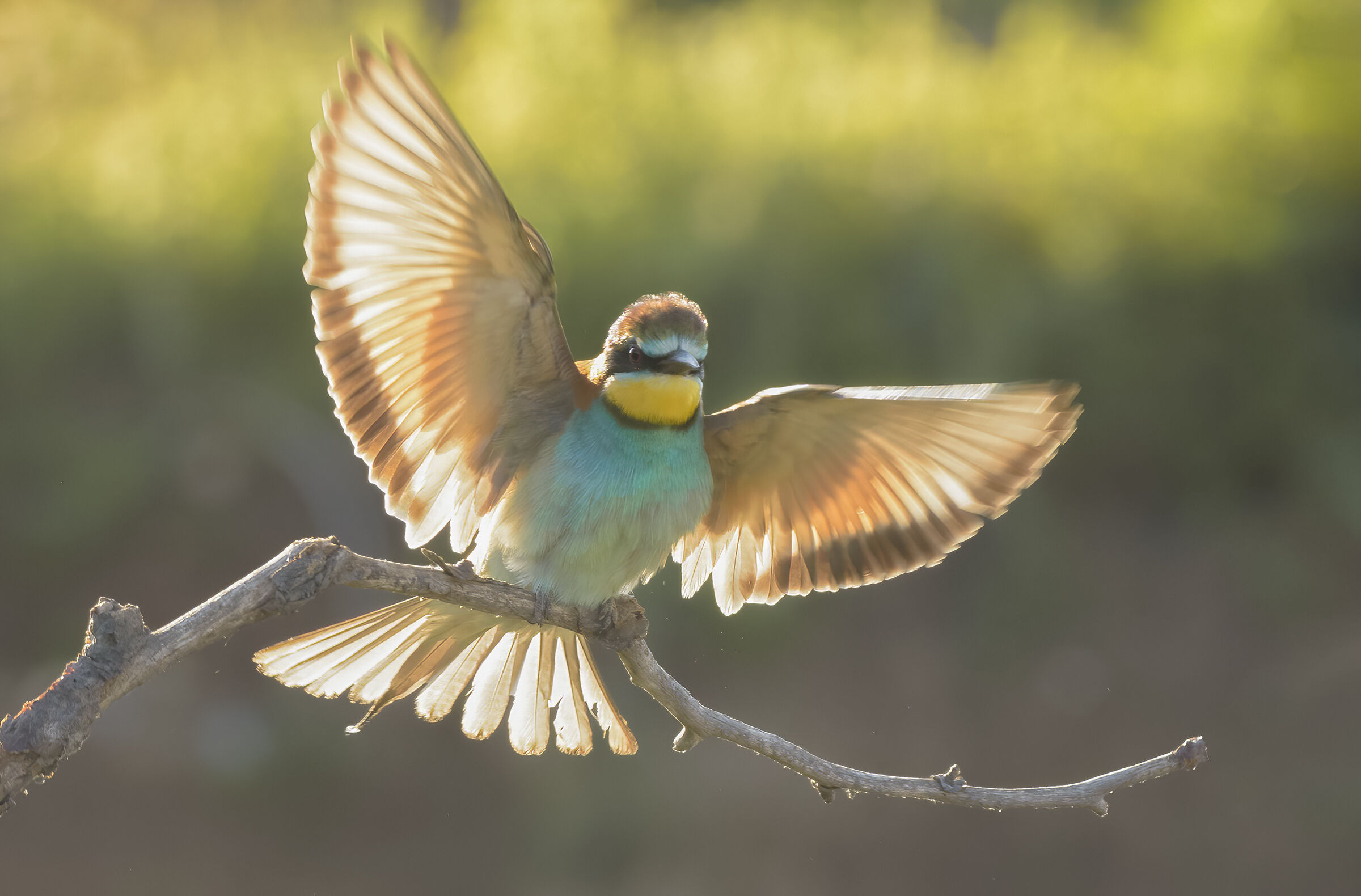 bee-eater