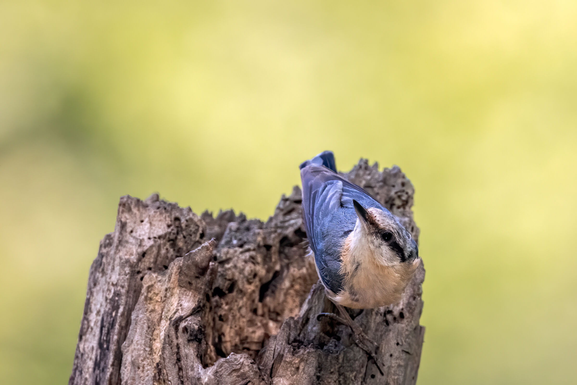 Picchio muratore (sitta europaea) n.3